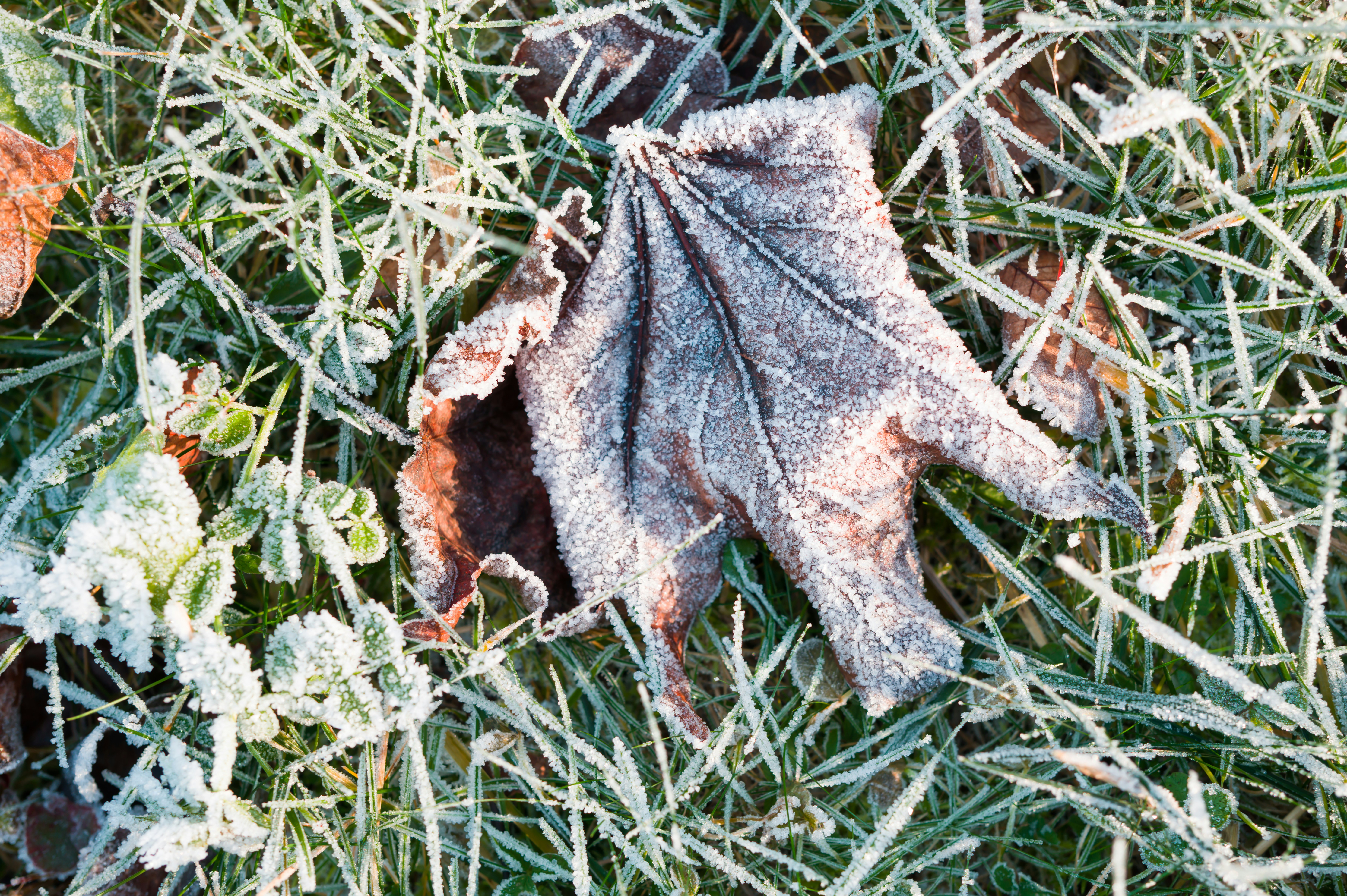 Do Oxalate Levels Change With The Seasons?