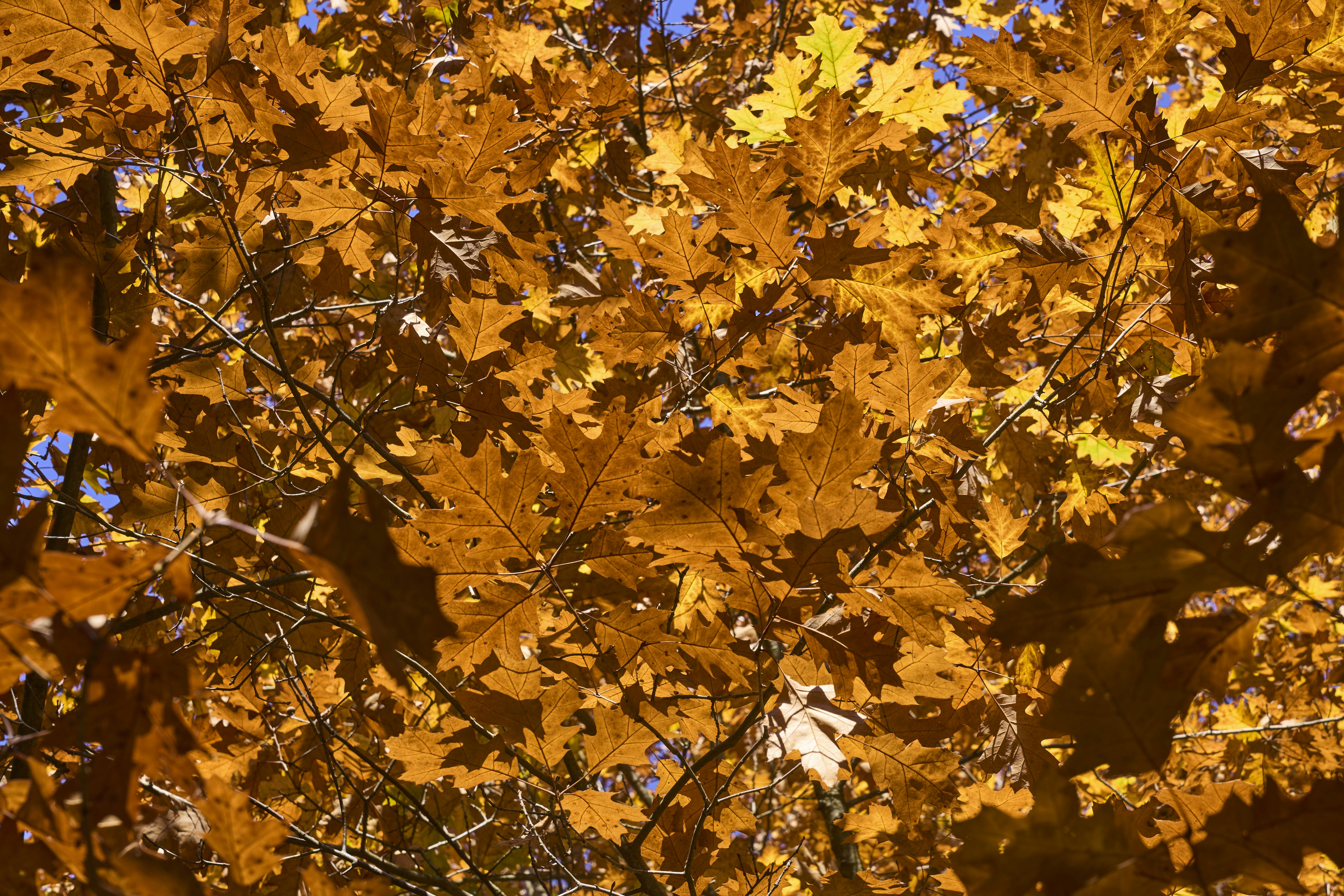 Photo by wolfgang_hasselmann