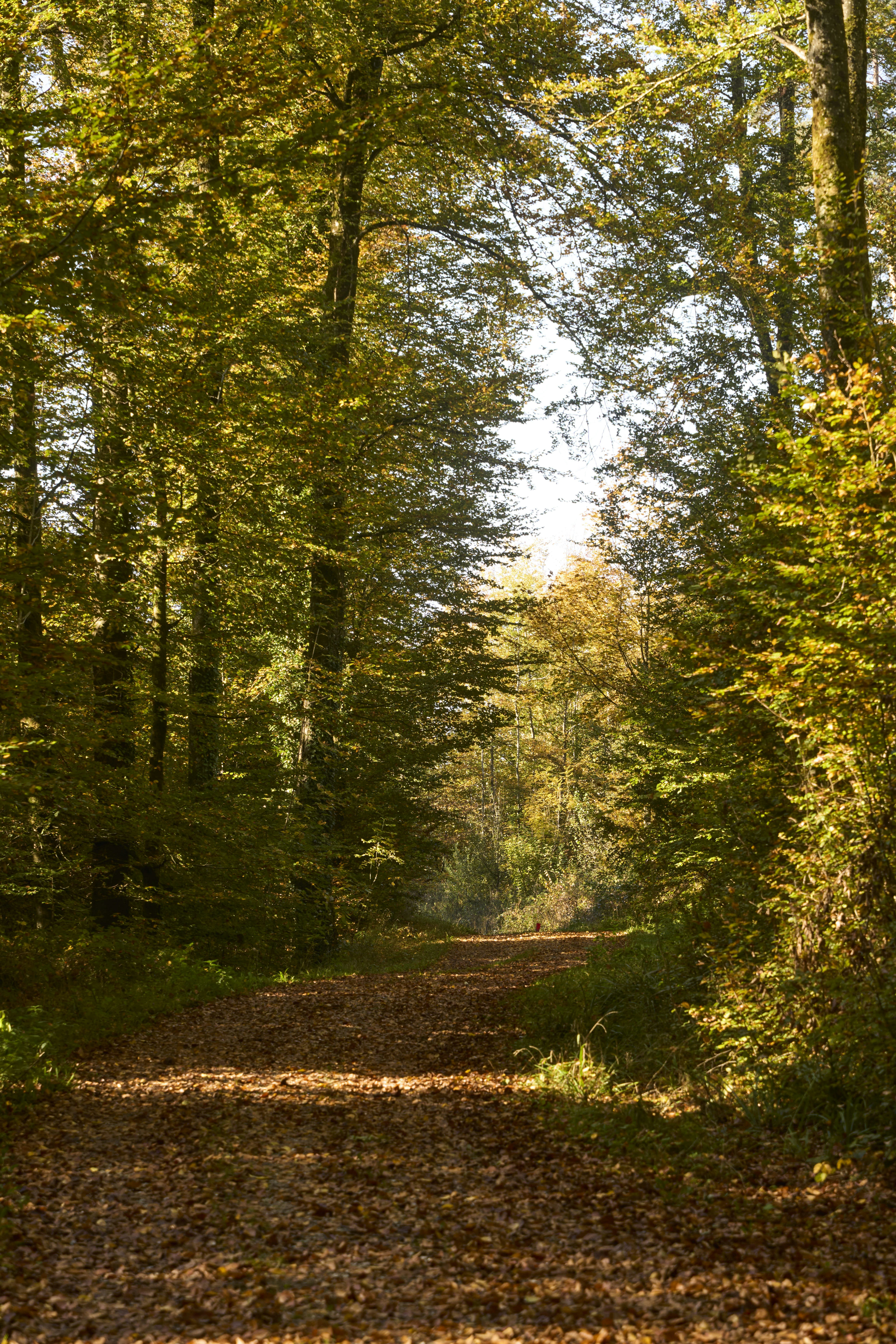 Photo by wolfgang_hasselmann