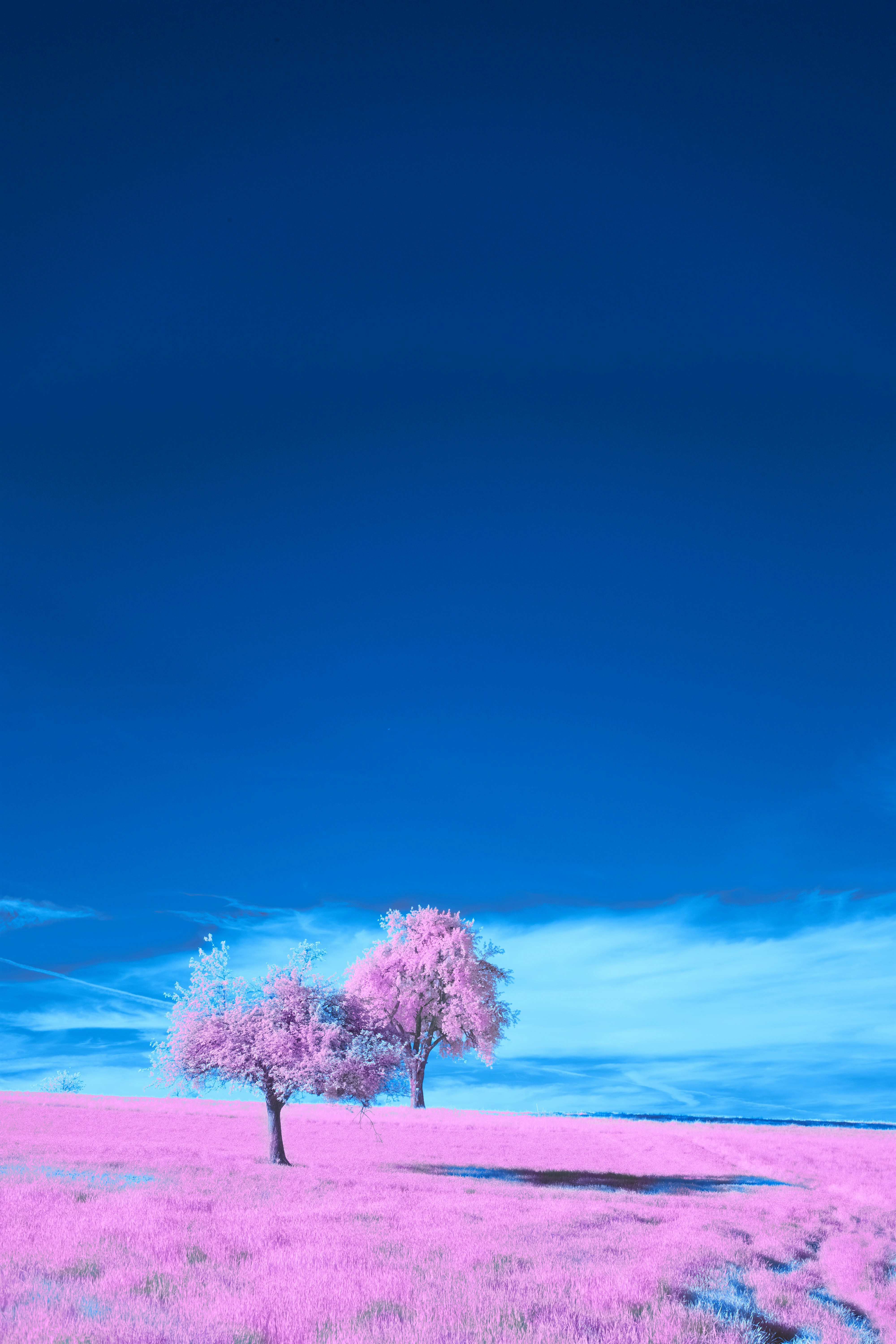 Photo by wolfgang_hasselmann