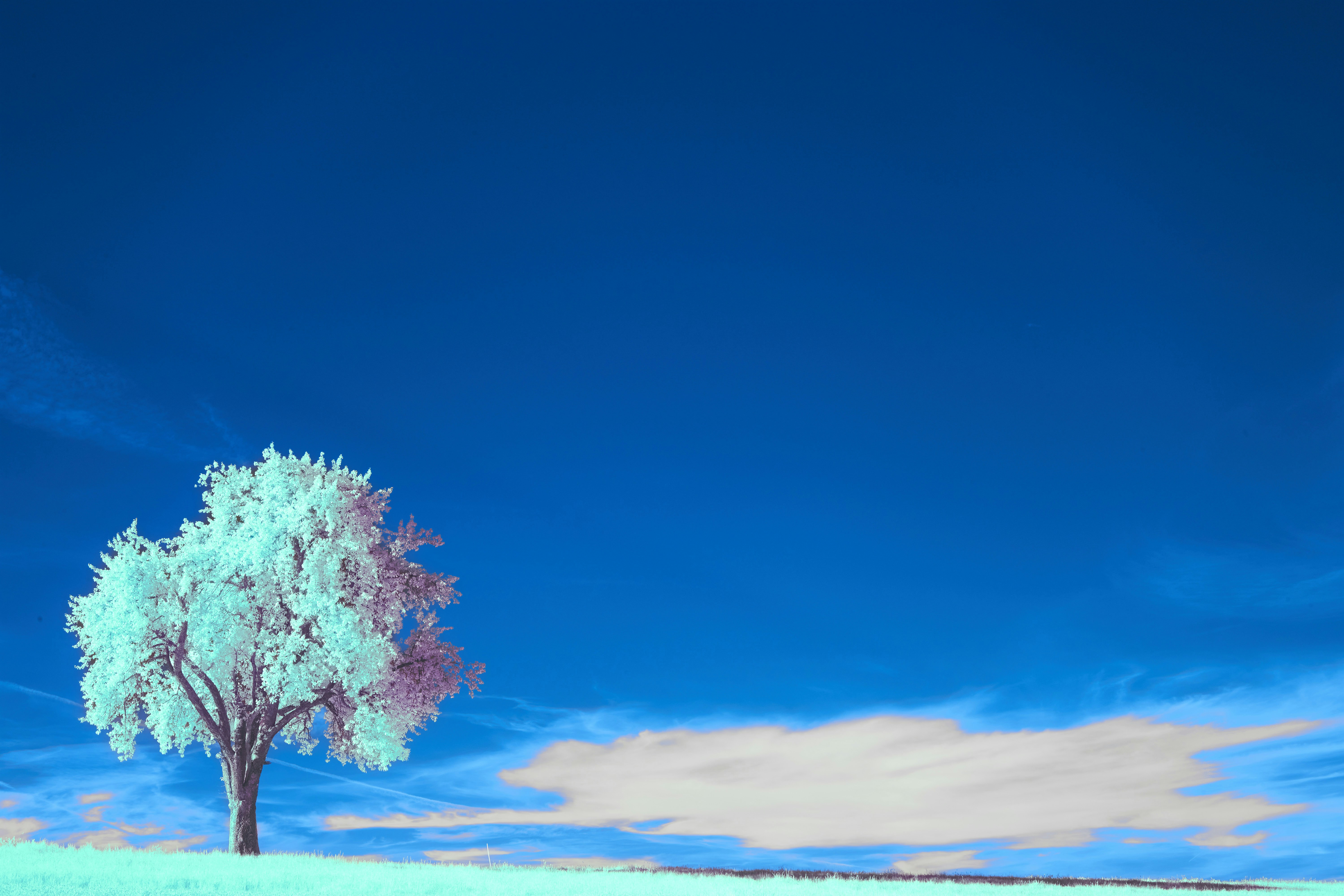 Photo by wolfgang_hasselmann