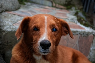 A close up of a dog with blue eyes