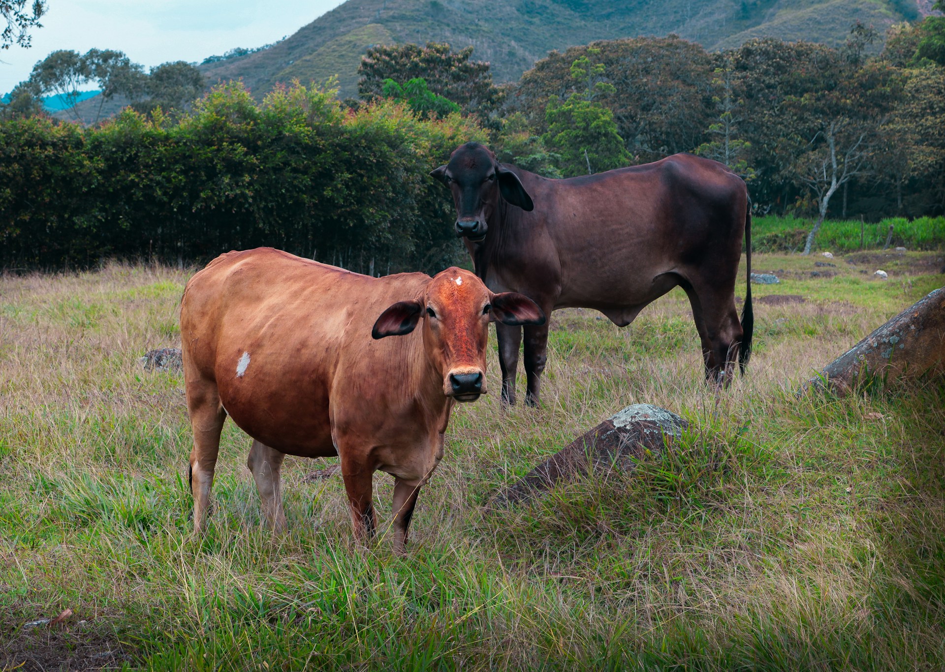 A couple of cows standing on top of a grass covered field