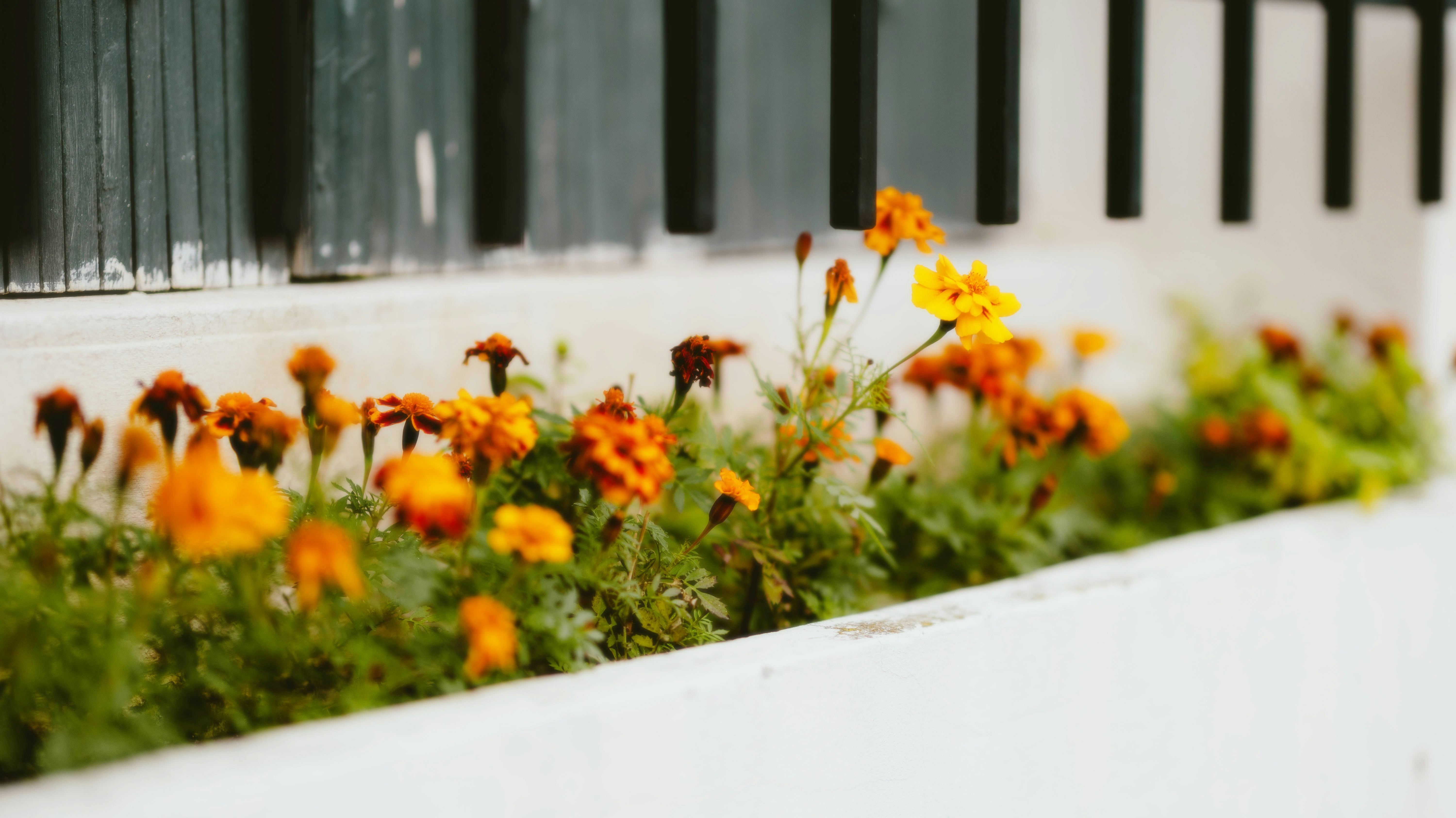 Photo by alingavriliuc