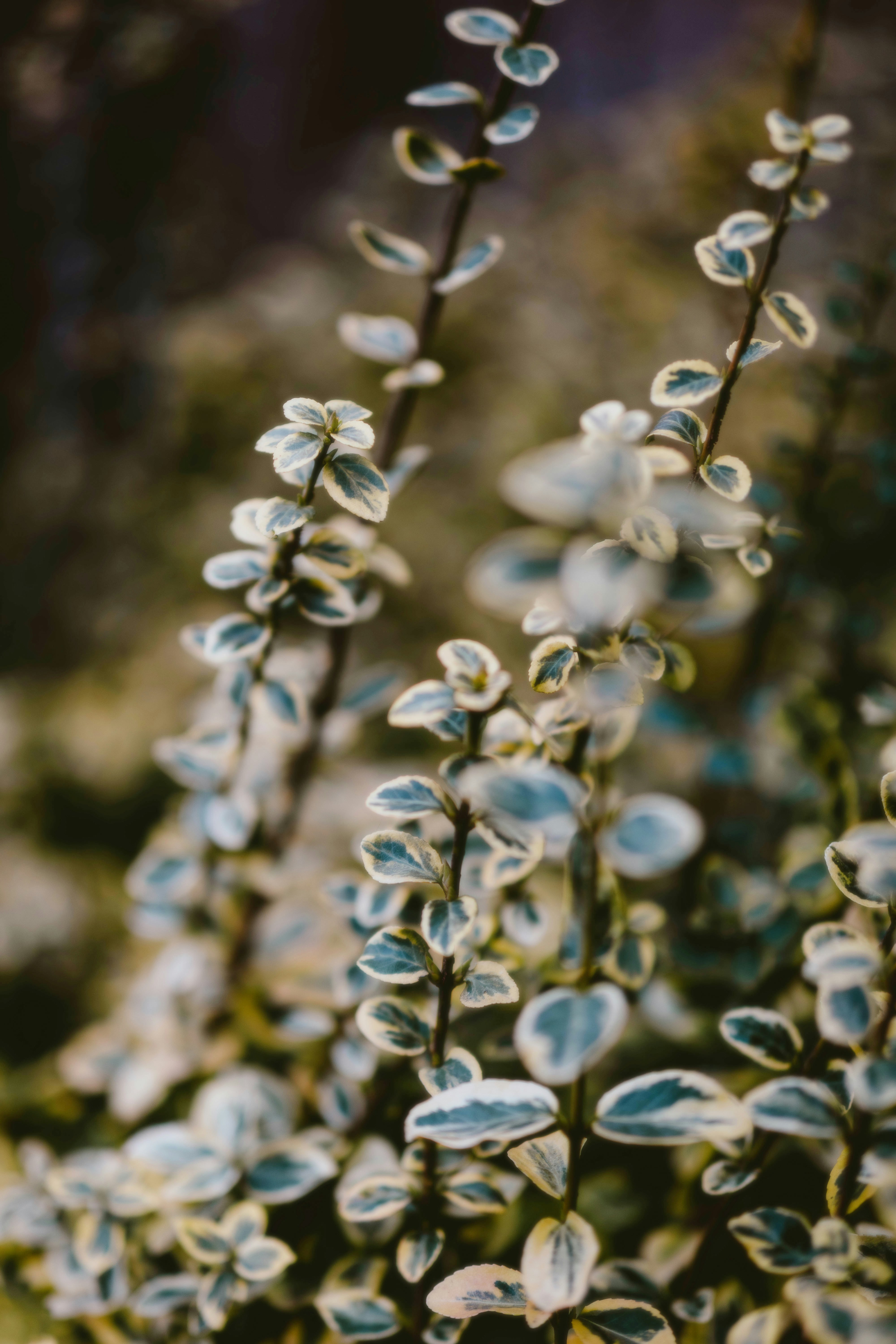 Photo by alingavriliuc