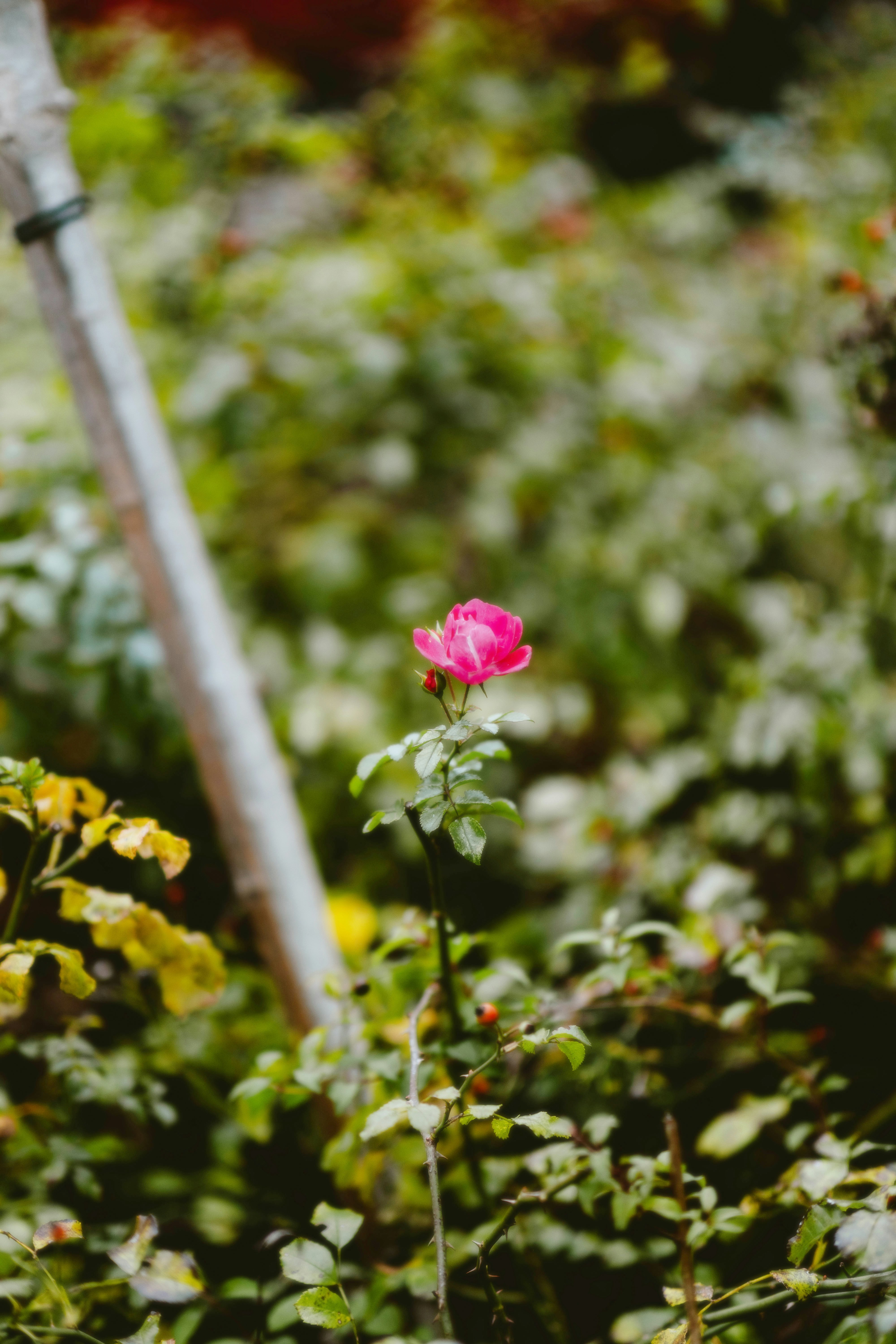 Photo by alingavriliuc