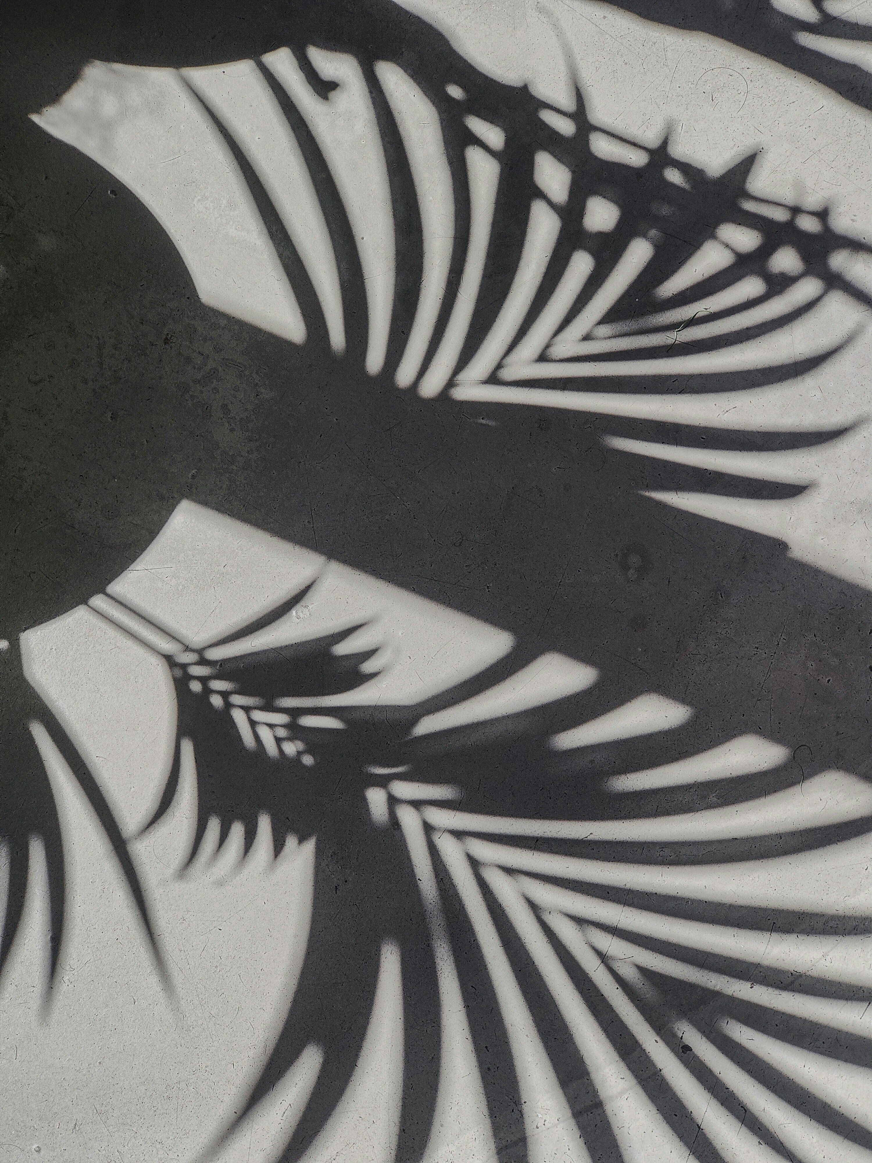 A shadow of a bird on the ground