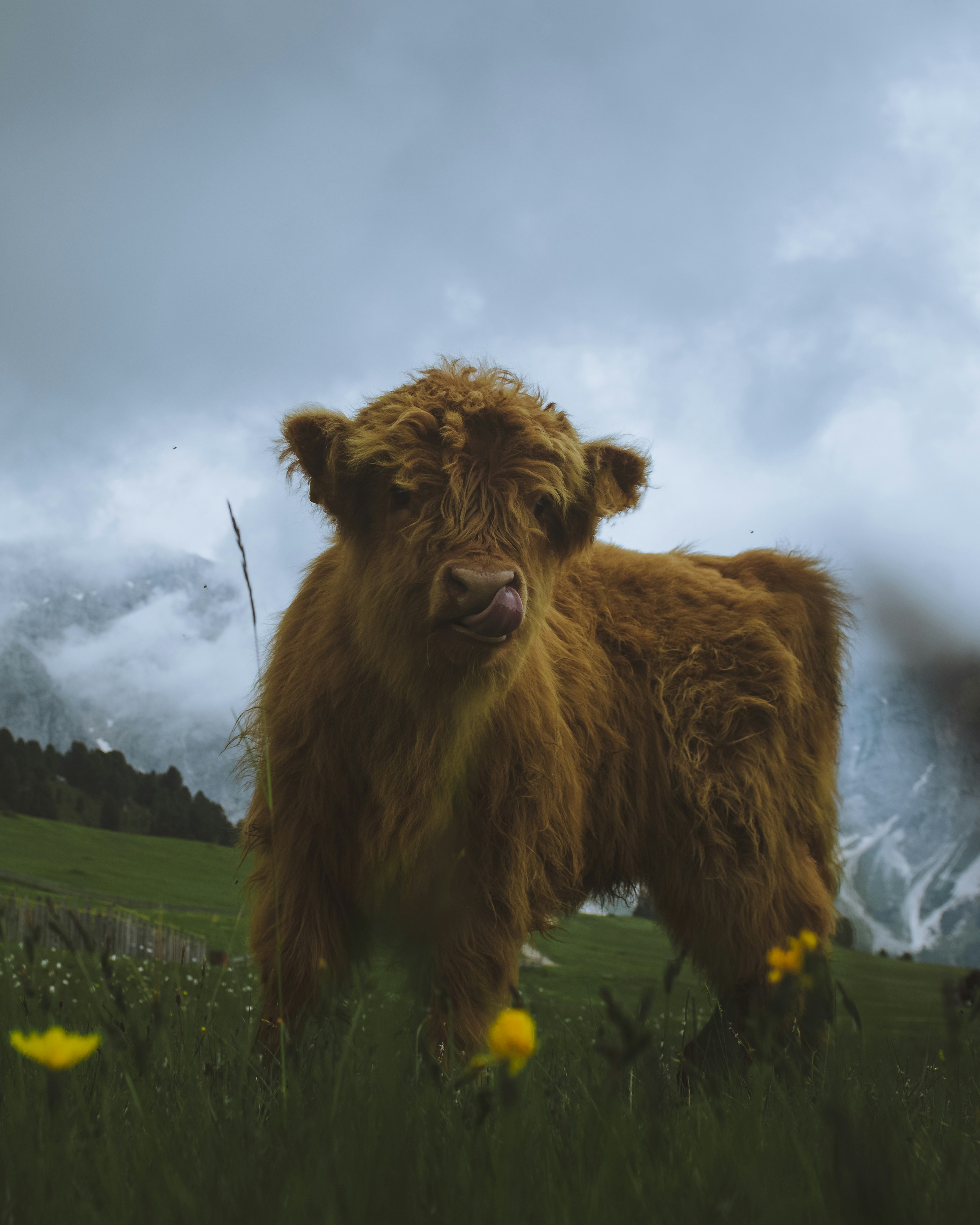 A brown cow standing on top of a lush green field
