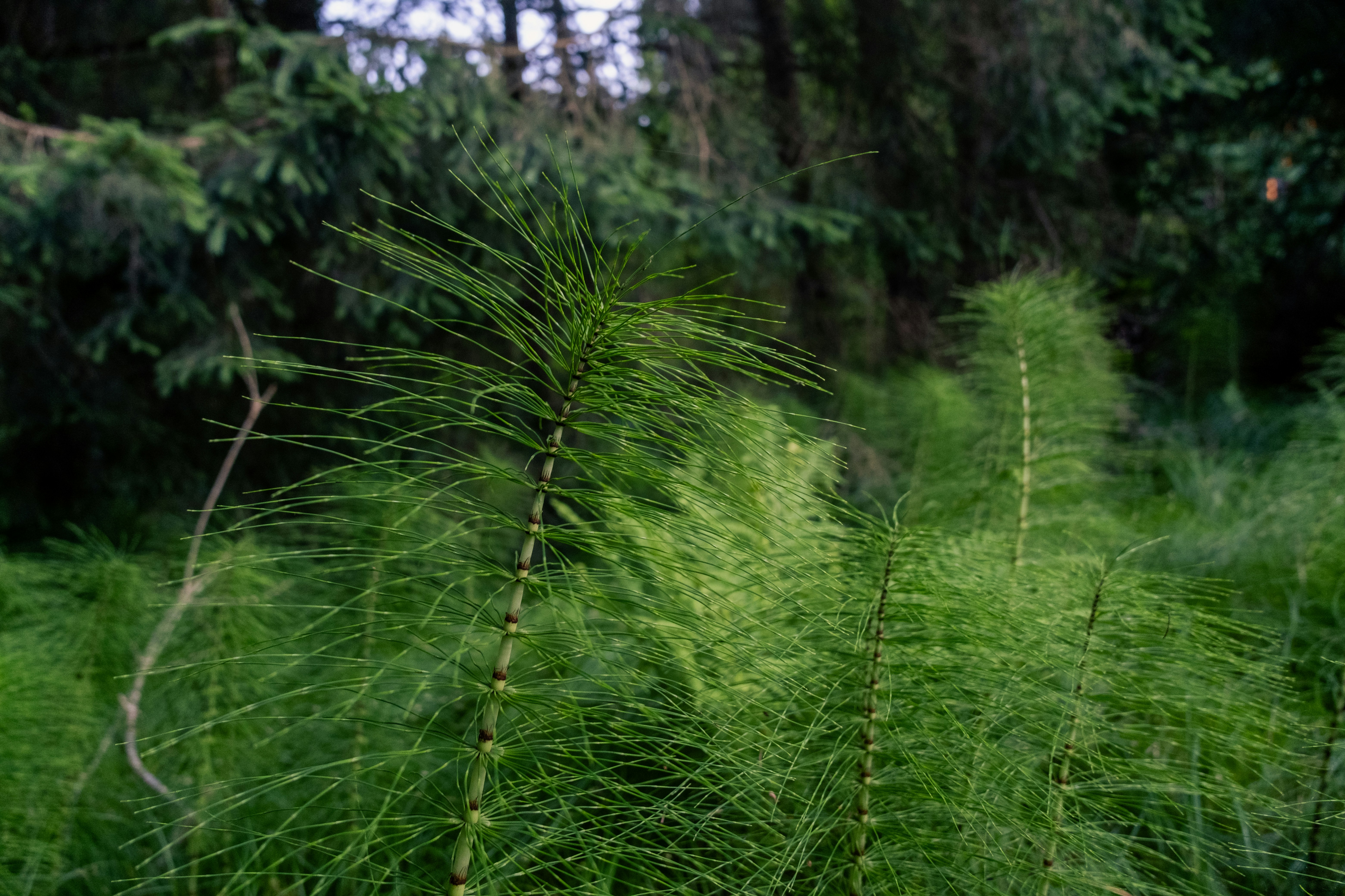 A lush green forest filled with lots of trees