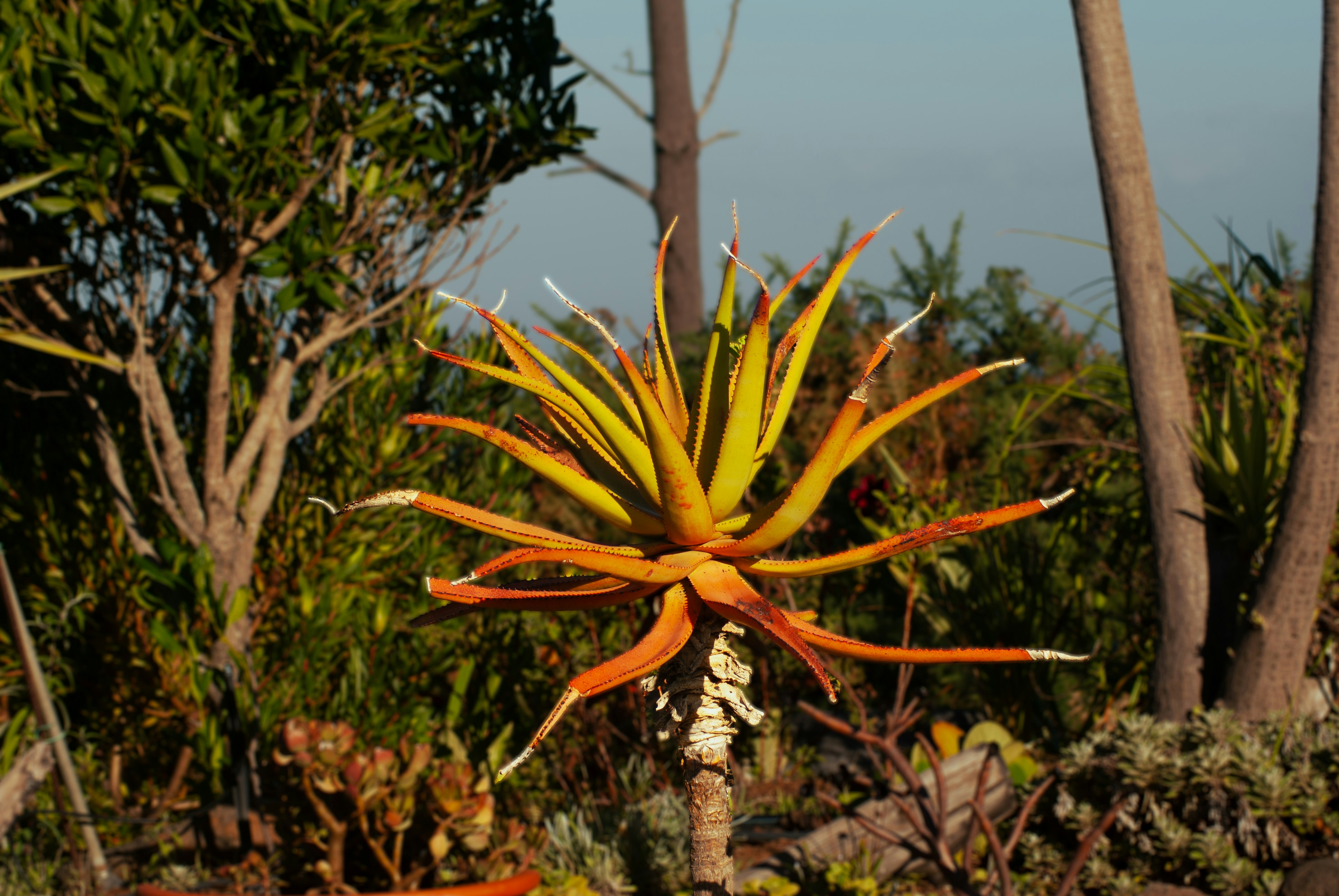 A plant with orange and yellow flowers in a garden