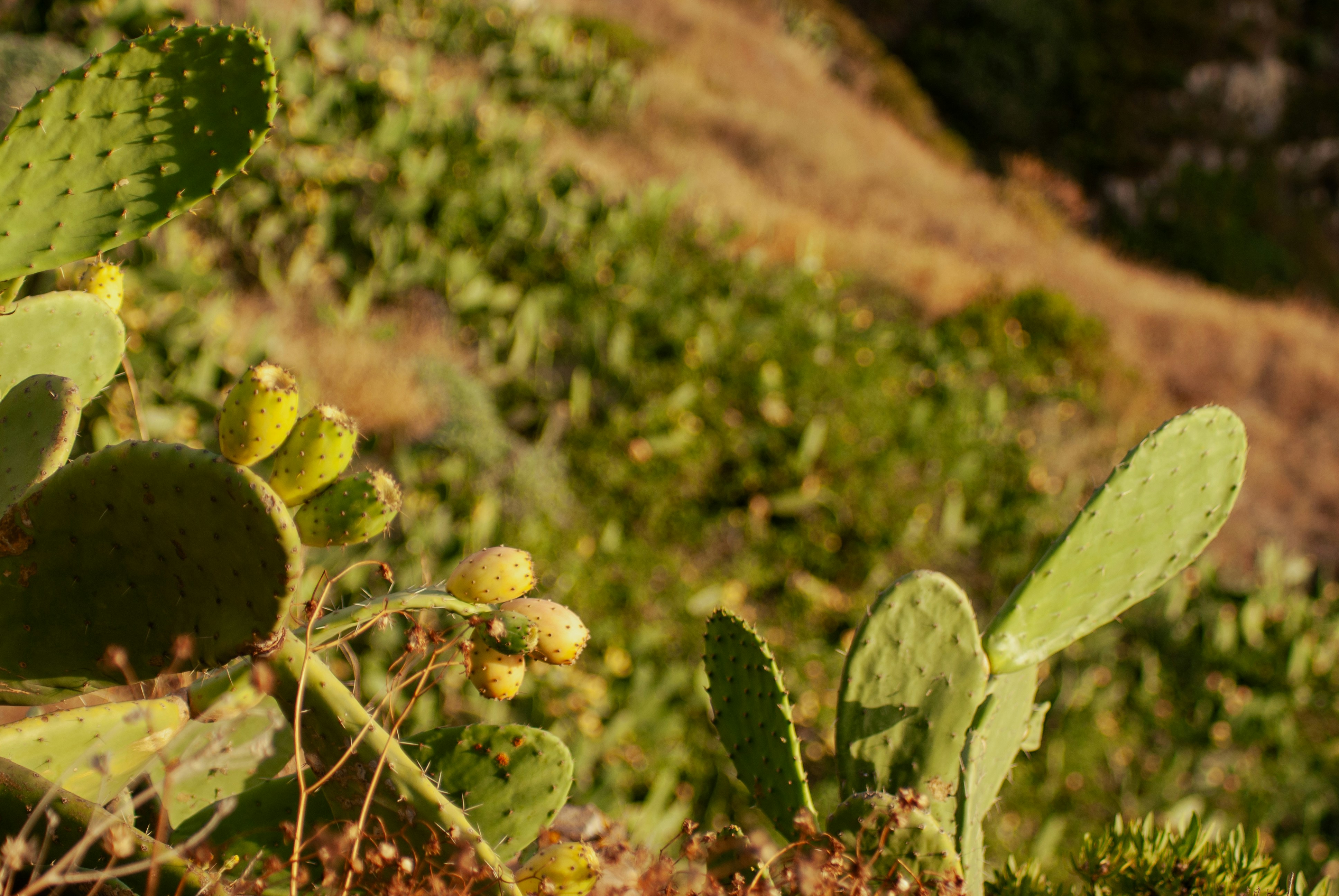 A close up of a plant with many leaves