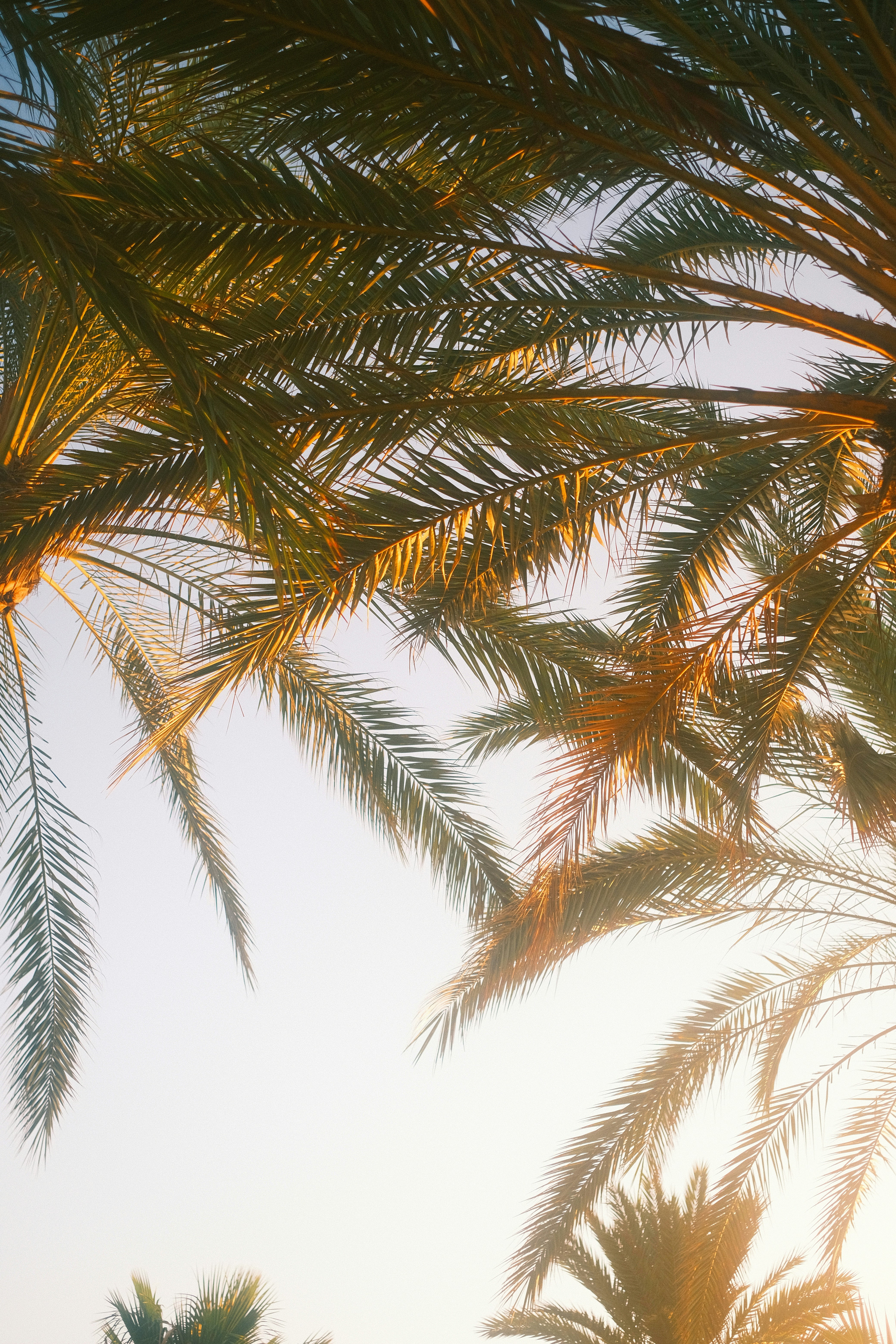 The sun is shining through the palm trees