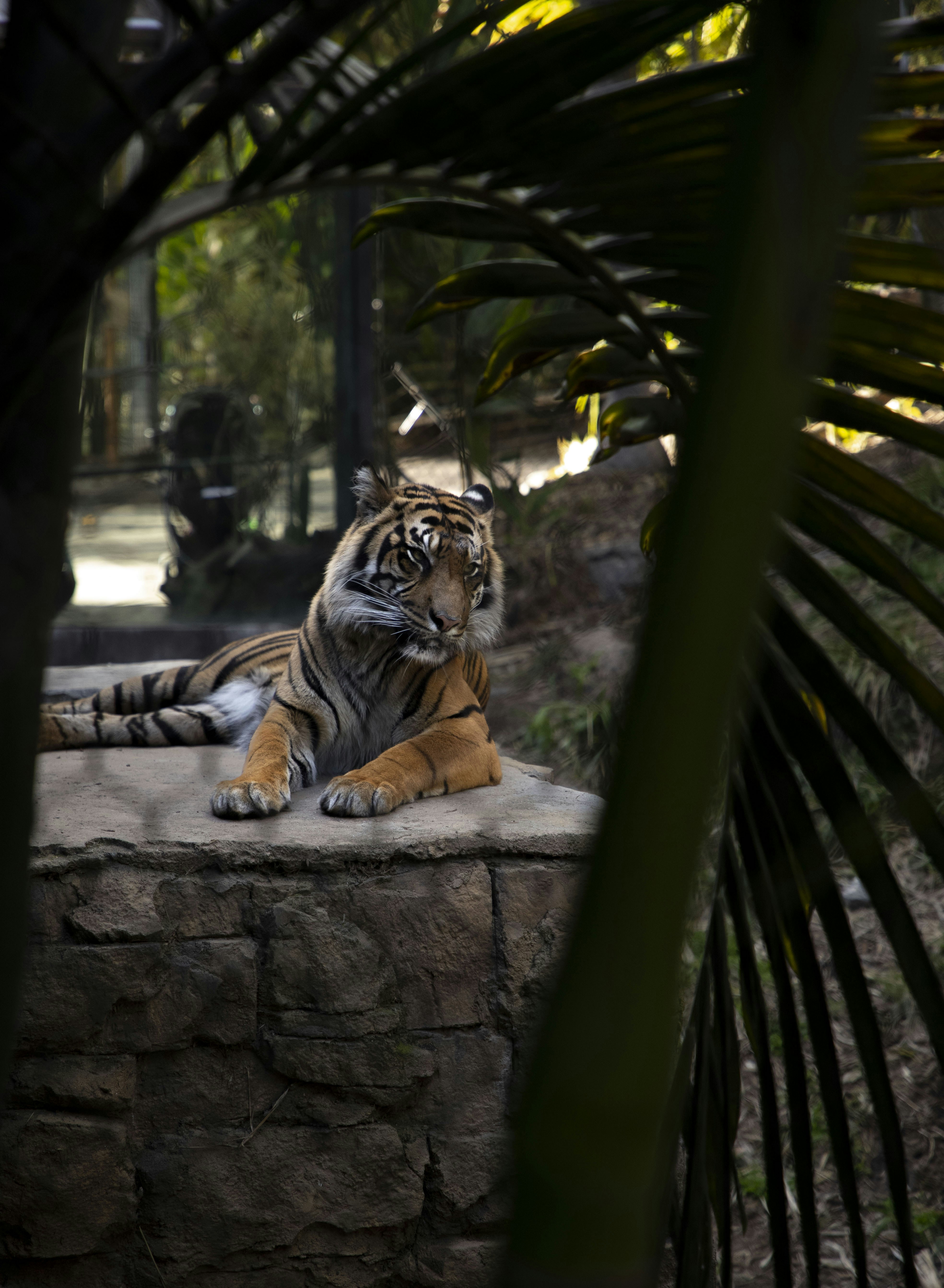 A tiger sitting on a ledge in a zoo