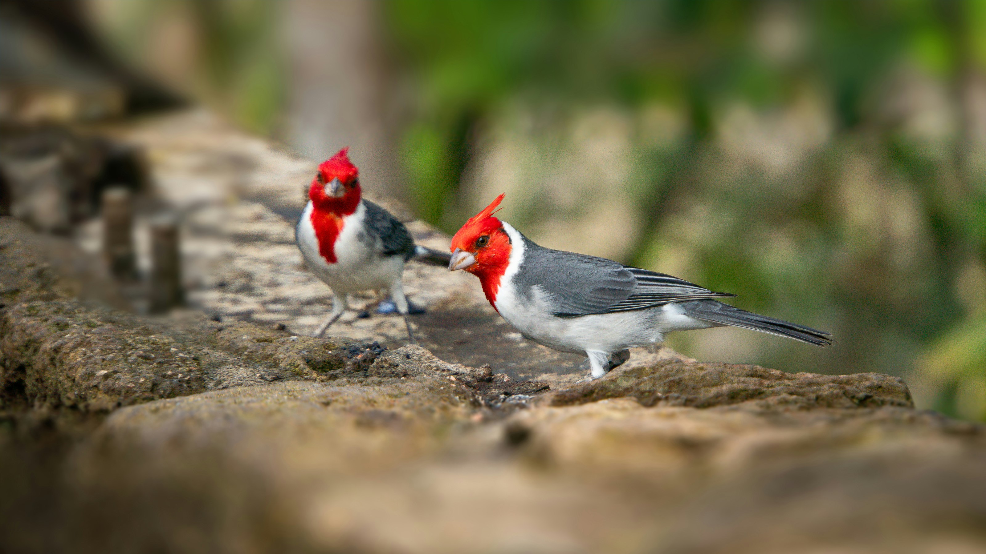 A couple of birds standing on top of a rock