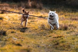Two dogs running on a leash in a field
