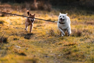Two dogs running on a leash in a field