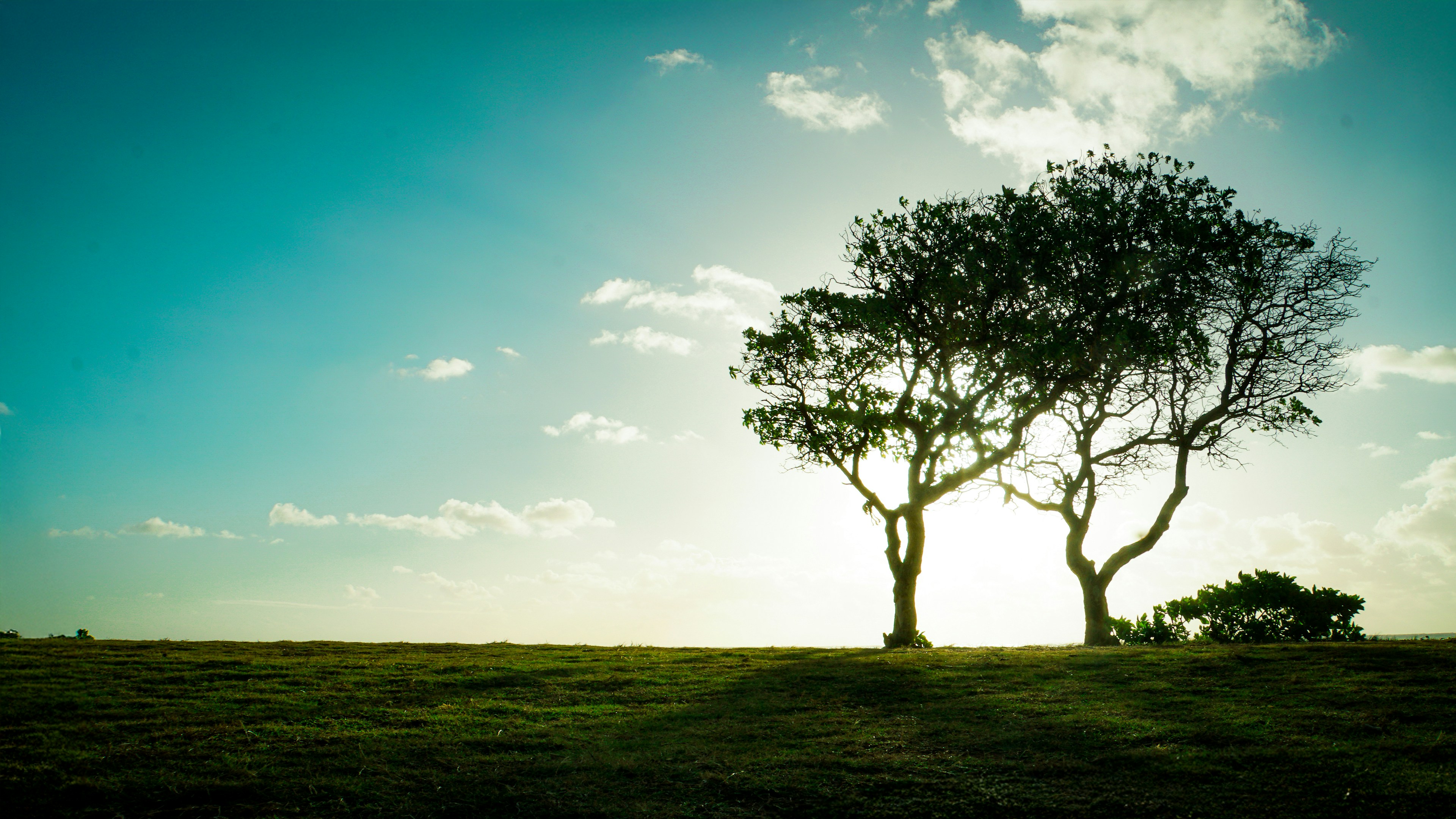 Two trees in a field with the sun behind them