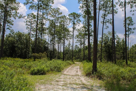 A dirt road in the middle of a forest