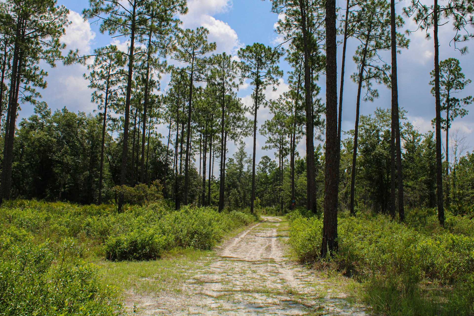 A dirt road in the middle of a forest