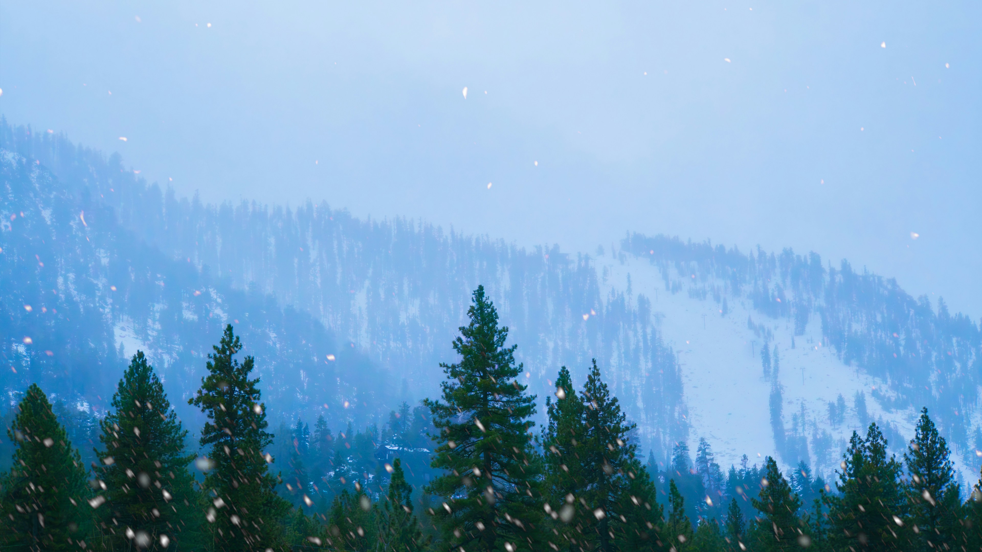 A snow covered mountain with pine trees in the foreground