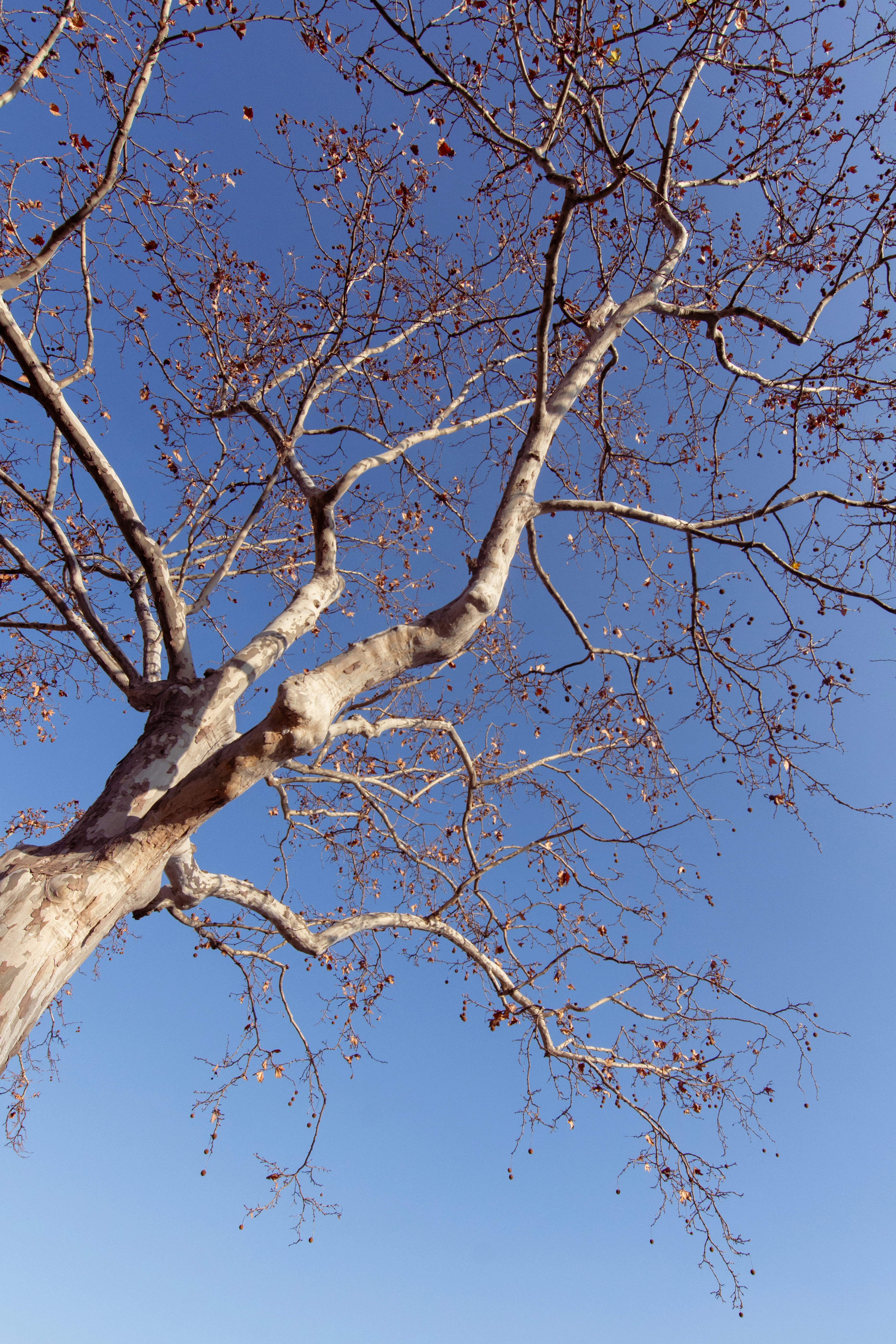 Photo by paolobendandi