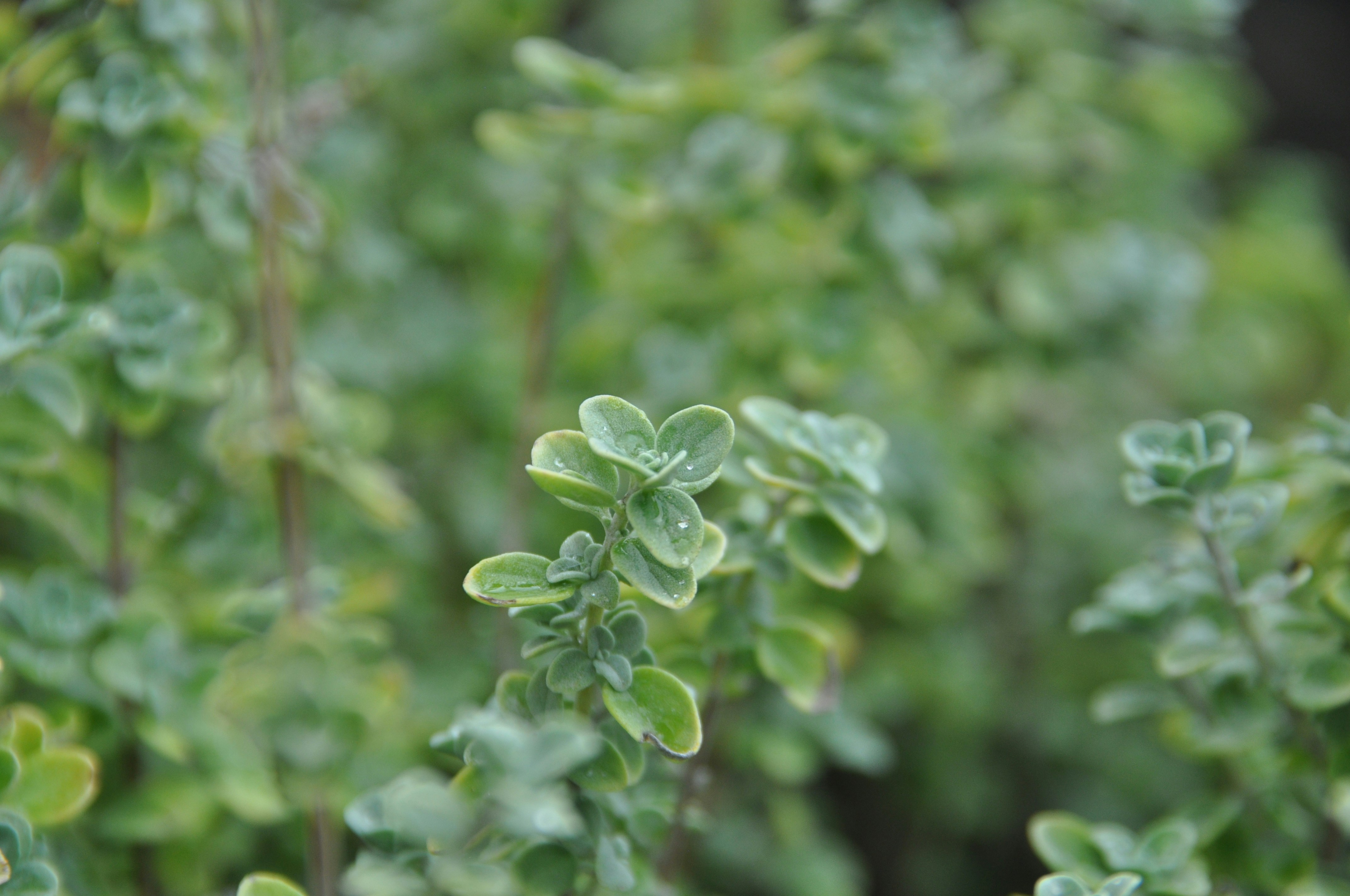 Photo by othmanfsili