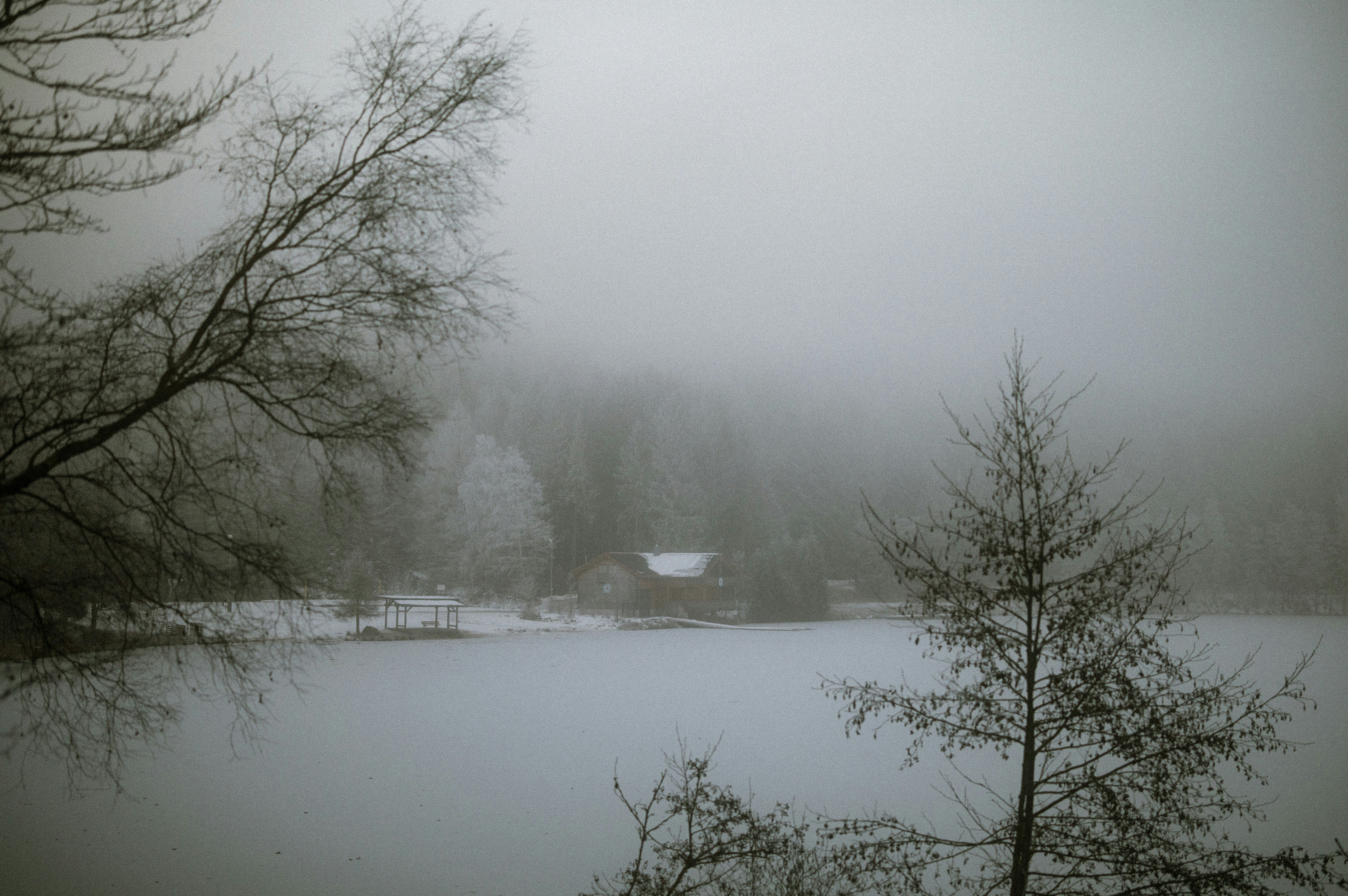 A foggy lake with trees in the foreground