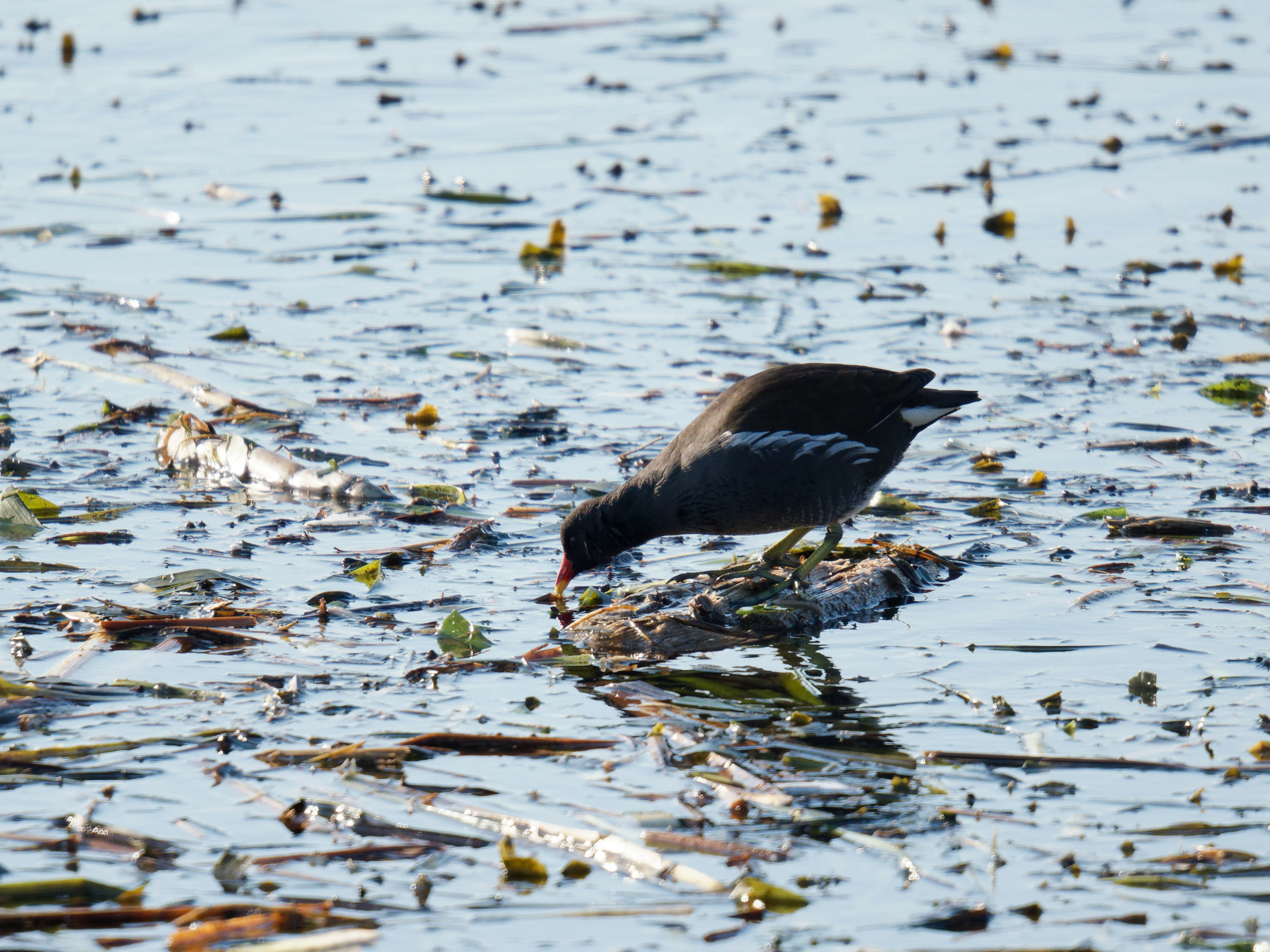 Photo by illes_cristi