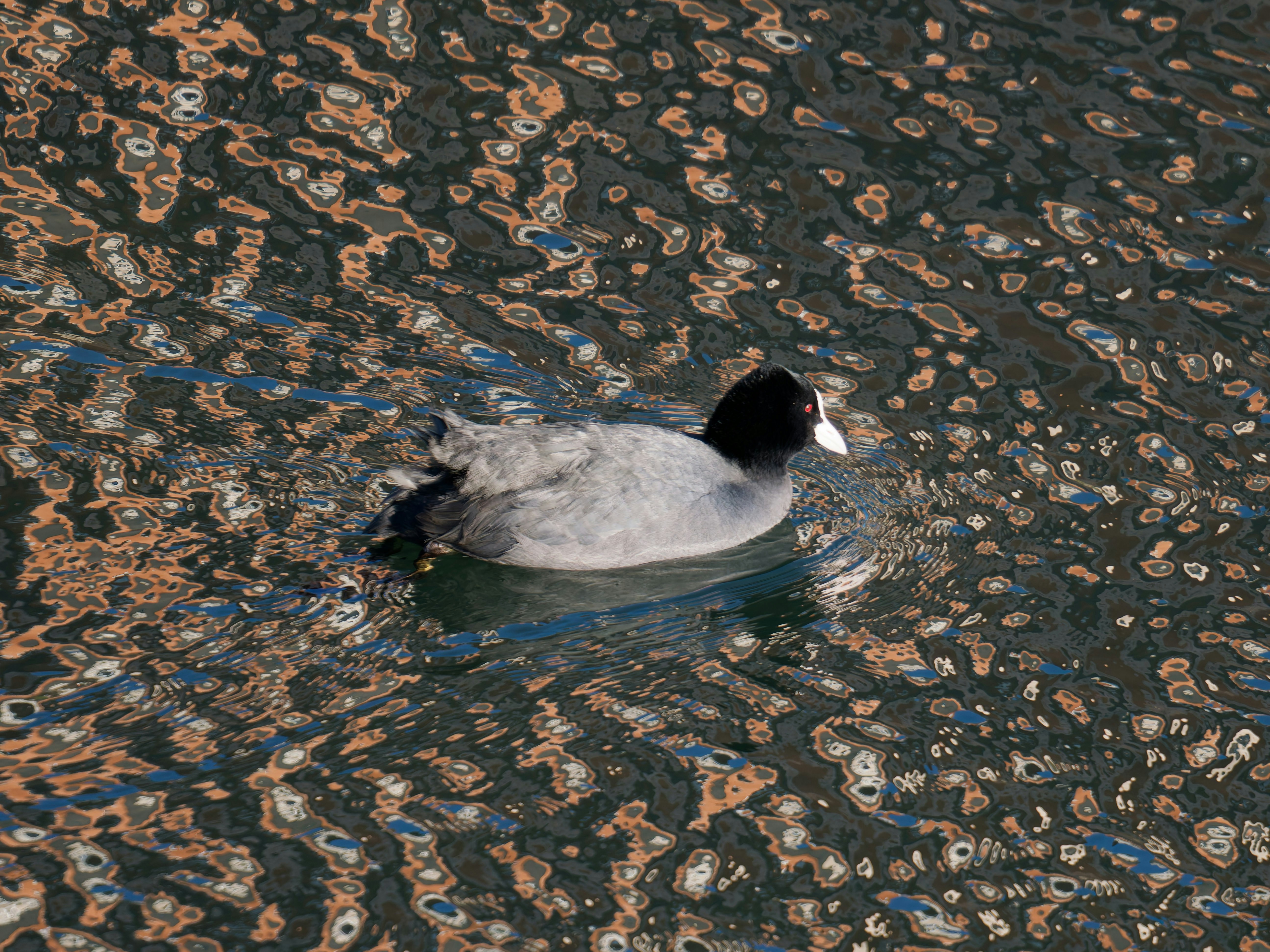 Photo by illes_cristi