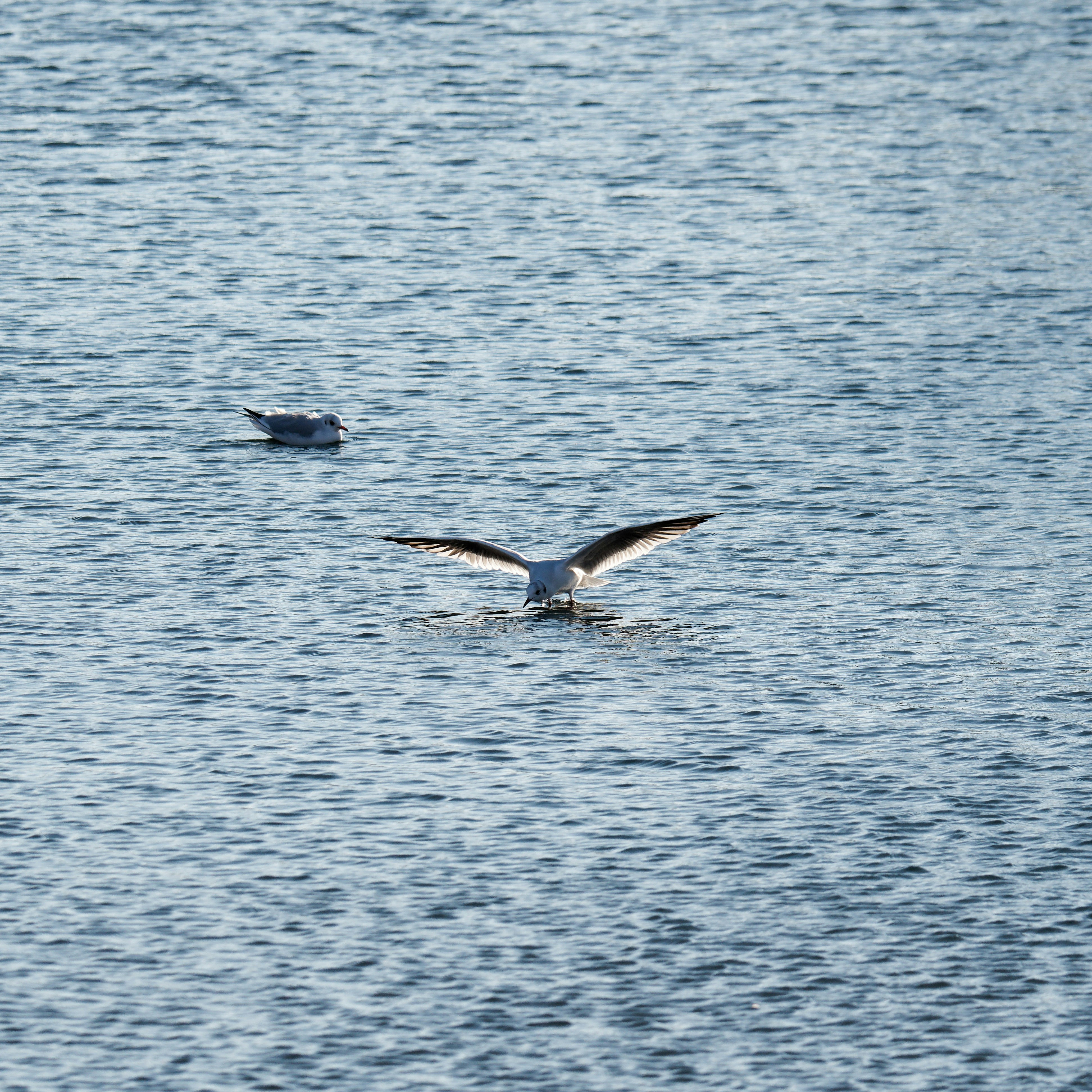 Photo by illes_cristi