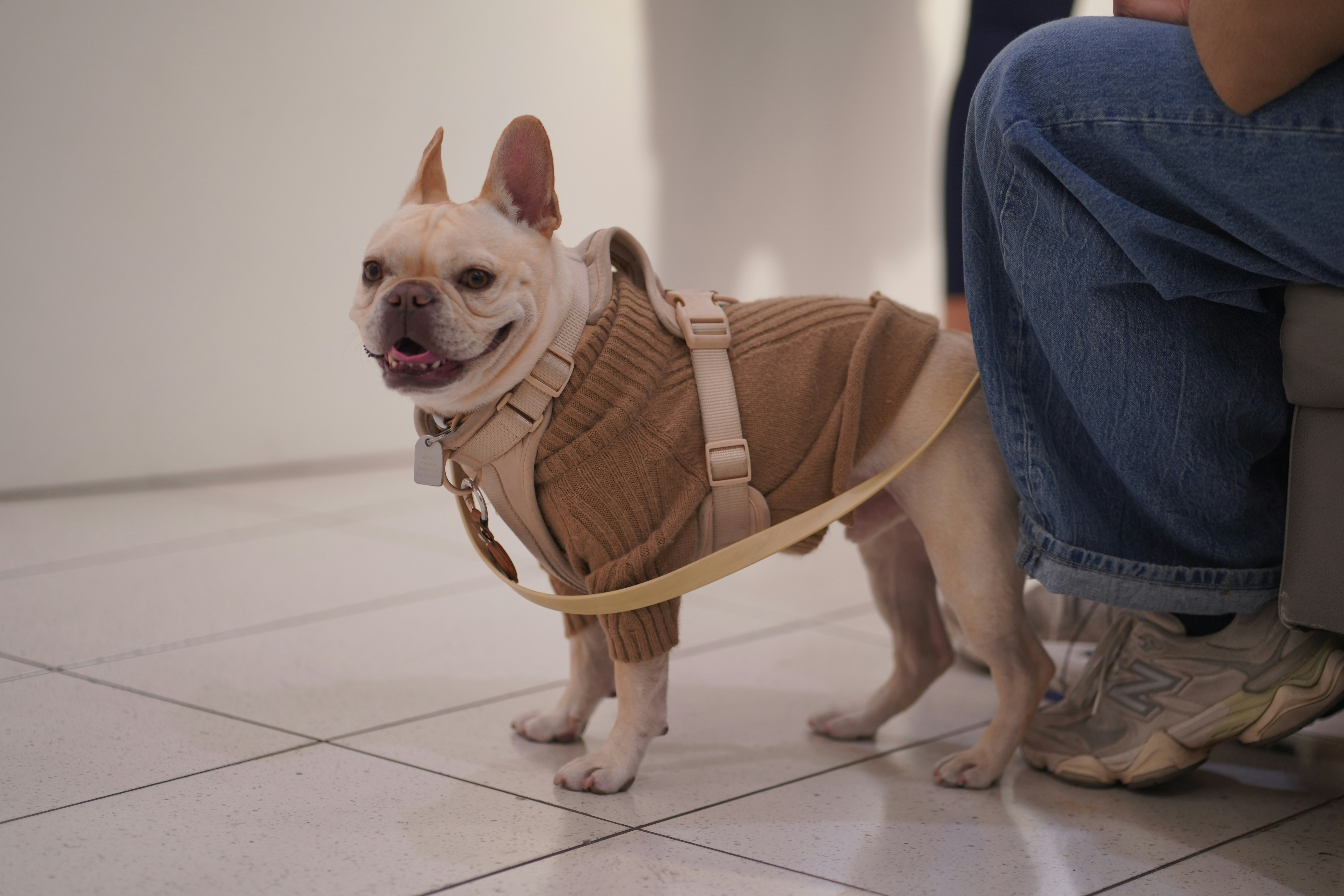 A small dog wearing a sweater standing next to a person