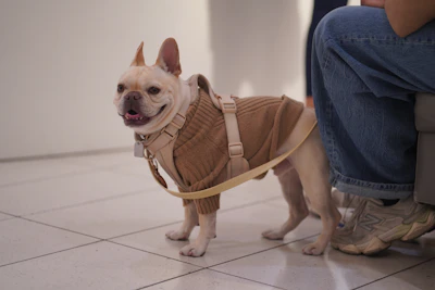 A small dog wearing a sweater standing next to a person
