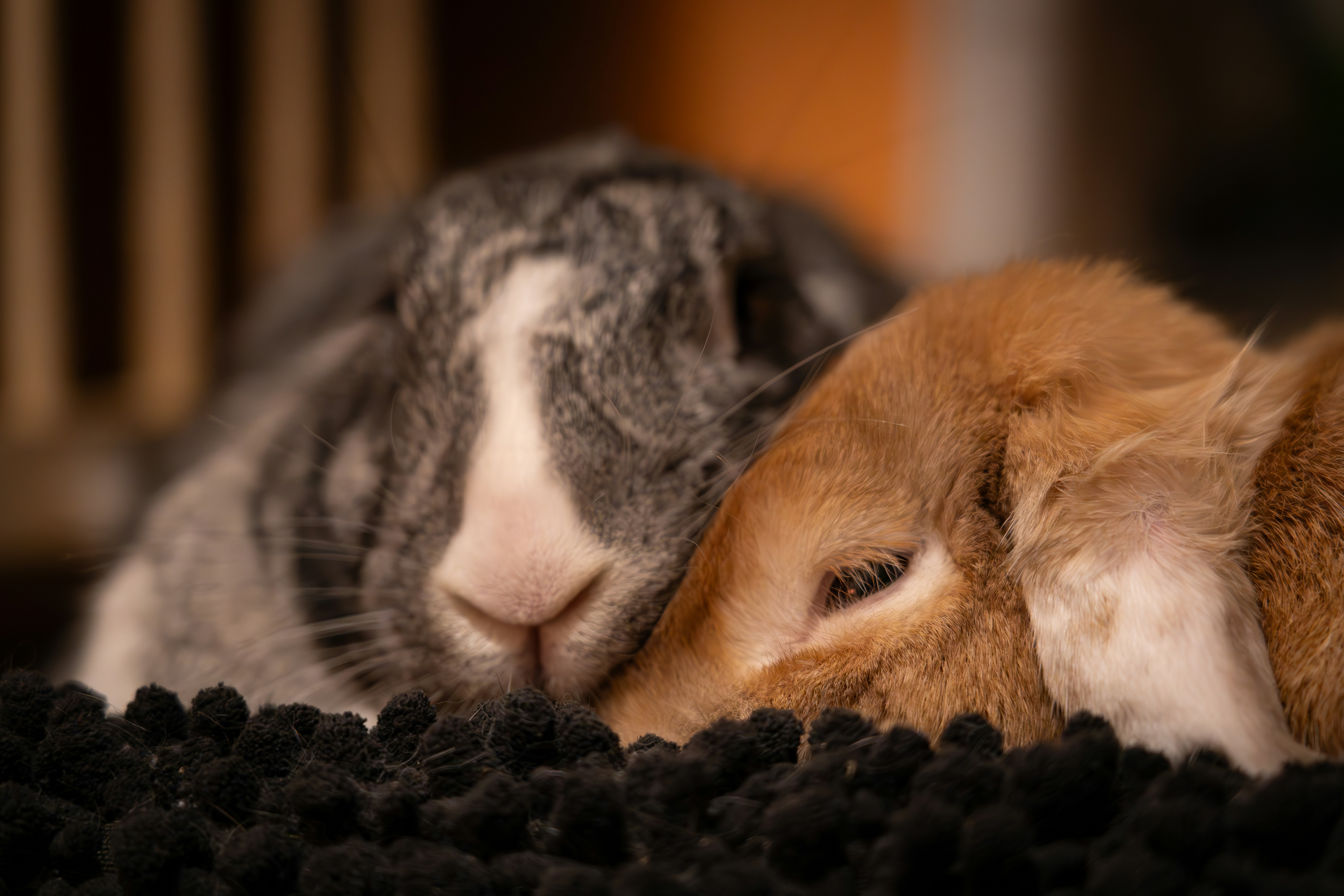 Mutual Comfort: Calming Each Other’s Fears (image credits: unsplash)