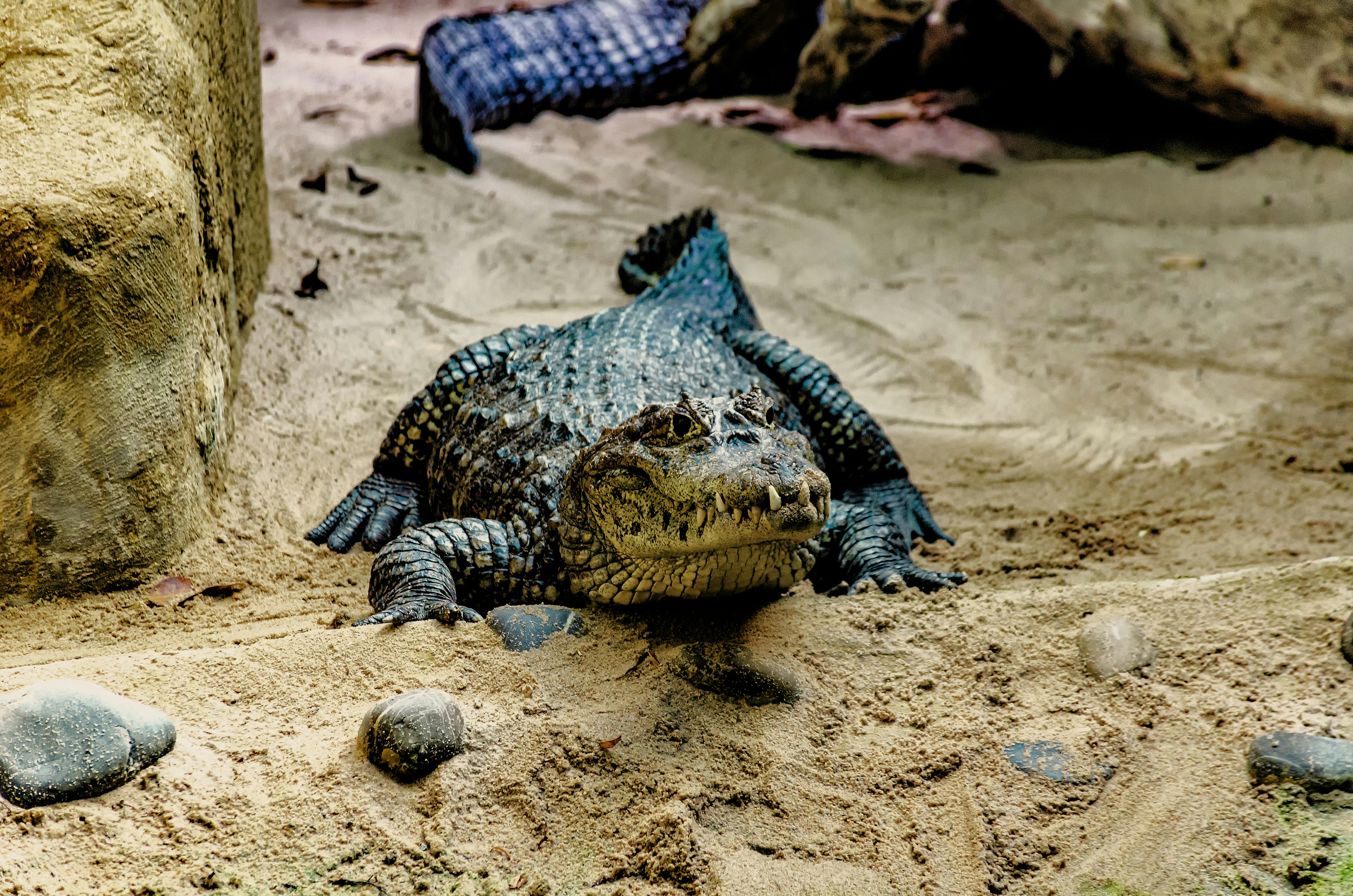 A large lizard laying on top of a sandy ground