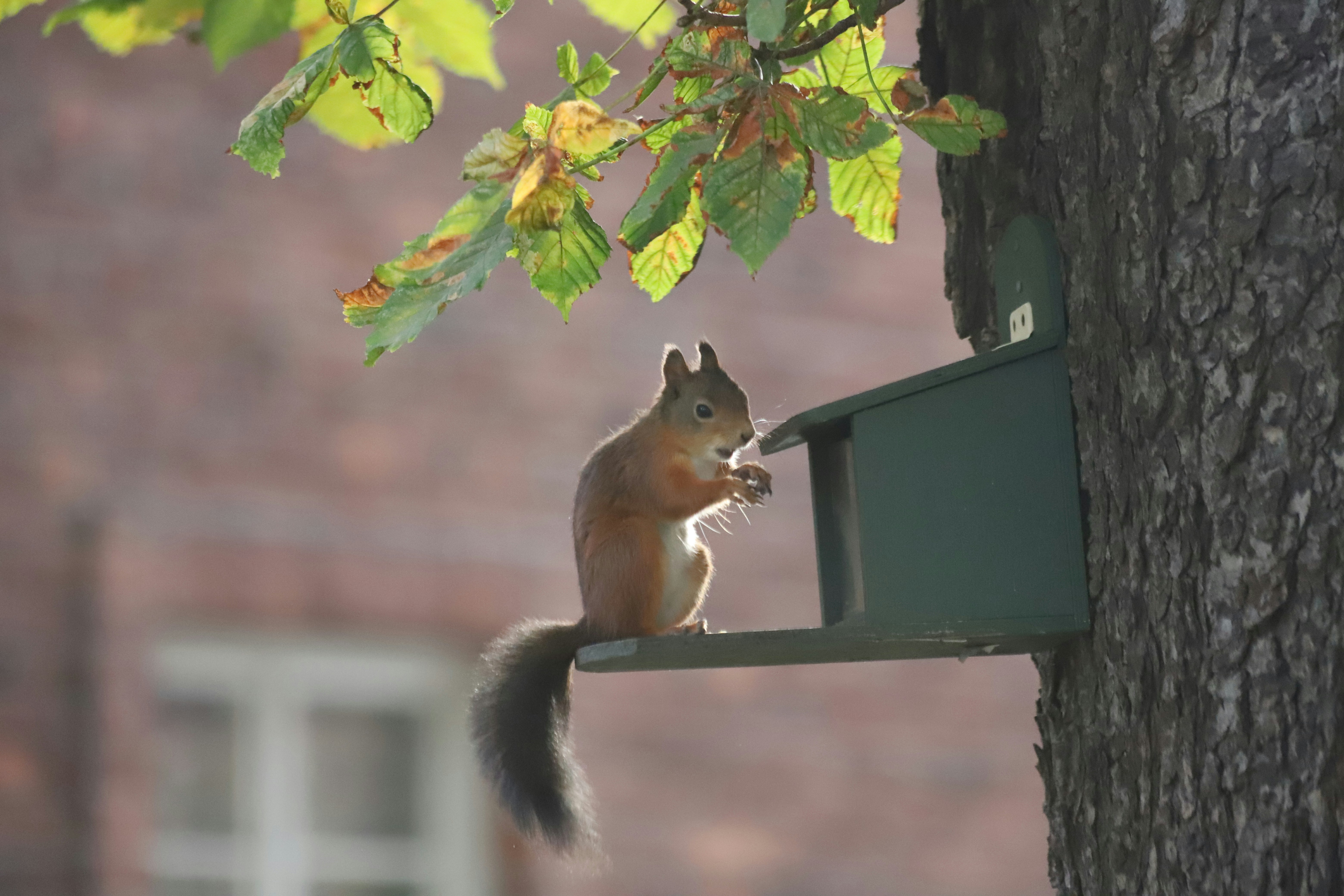 A sqirrel
