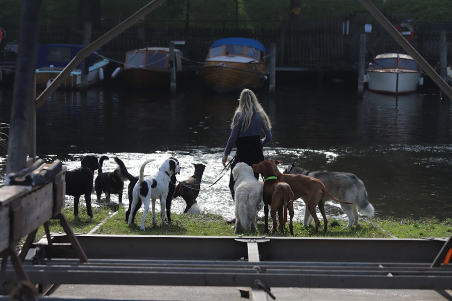 Dog Grooming Prices UK 2026: What to Expect to Pay