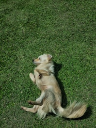 A dog is playing with a frisbee in the grass