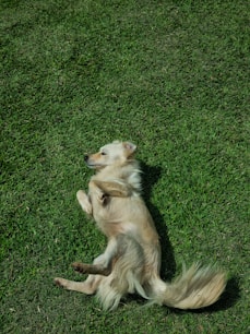 A dog is playing with a frisbee in the grass