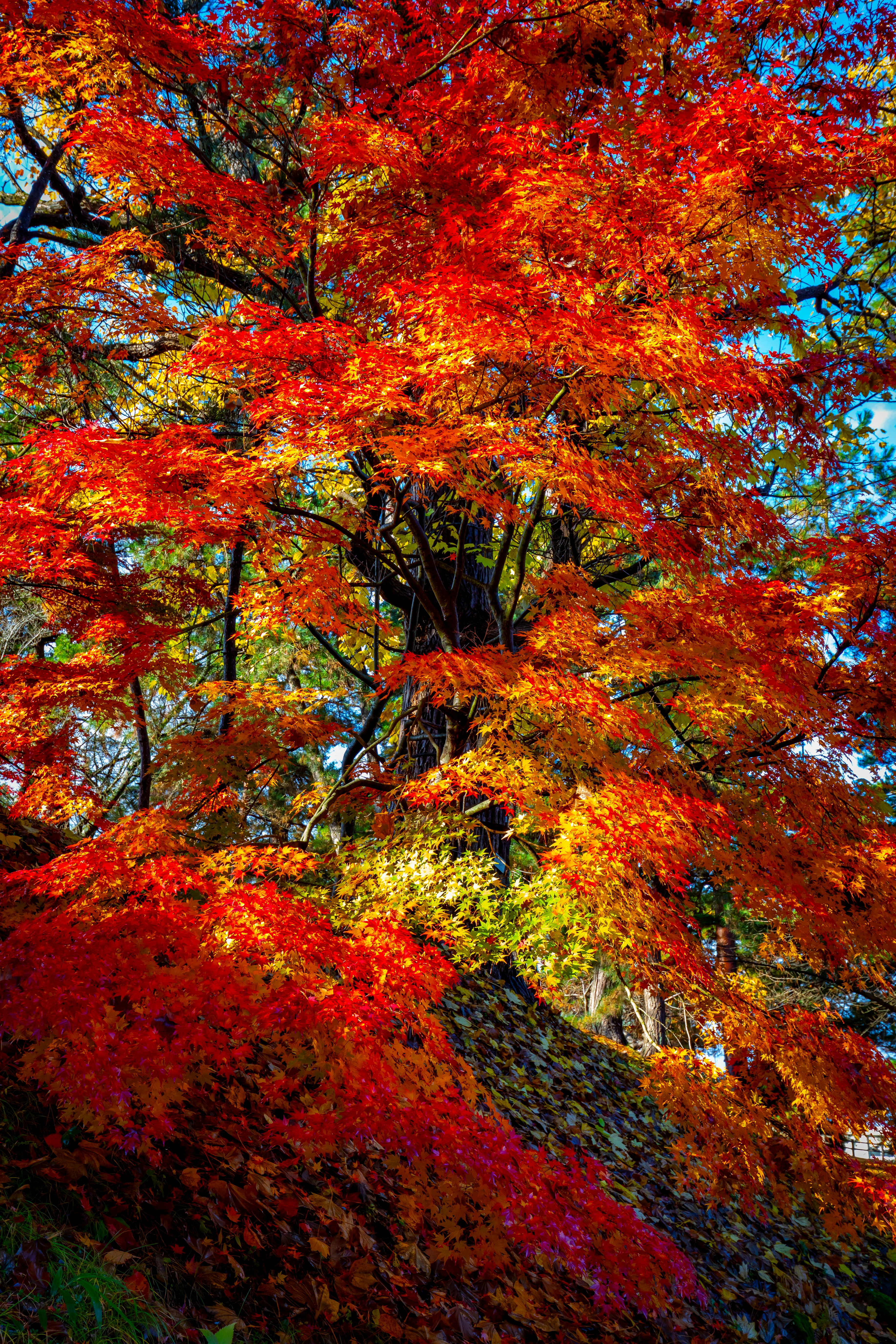 Photo by juntarou555