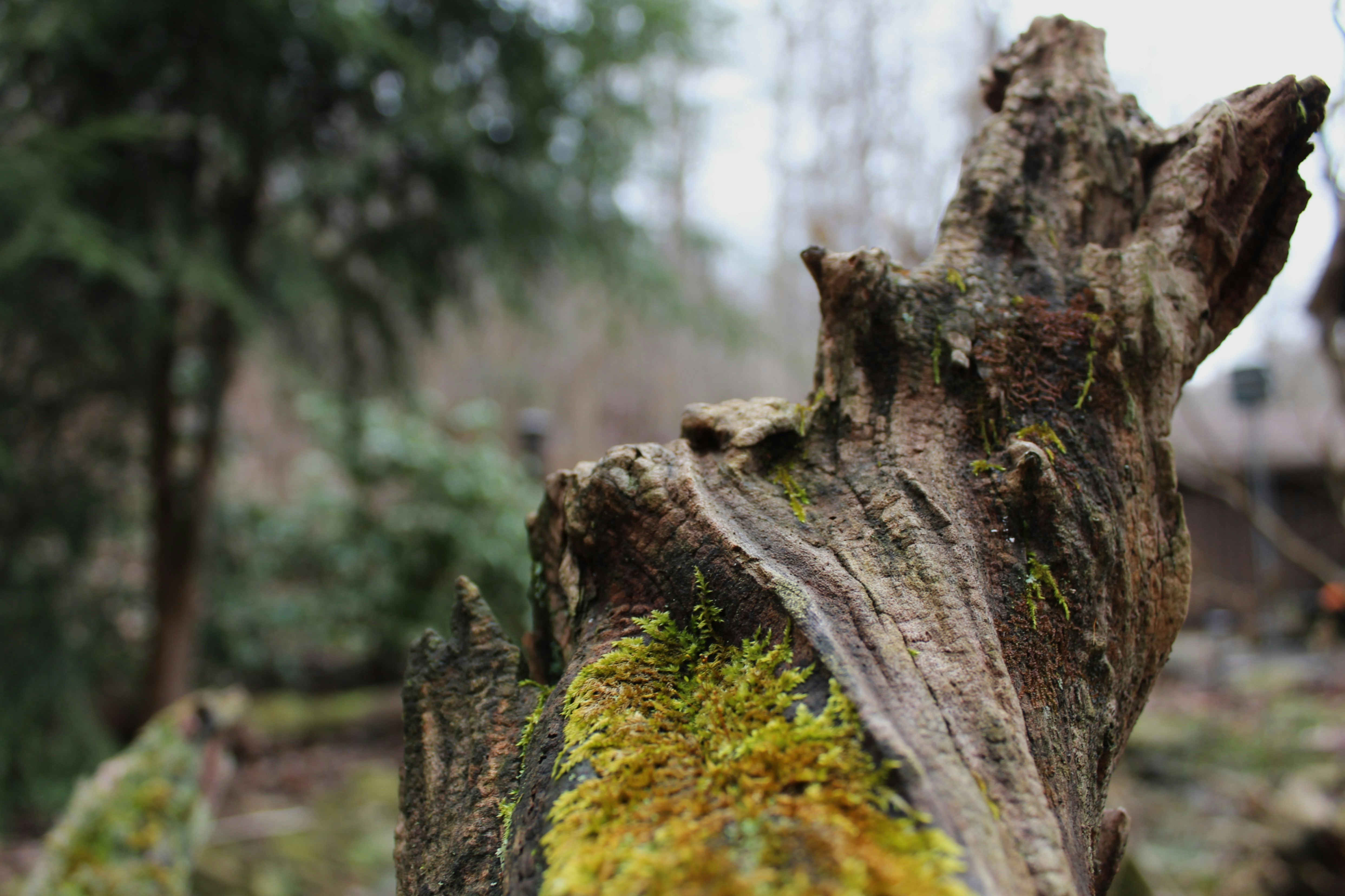 Ein Baumstumpf, auf dem Moos wächst