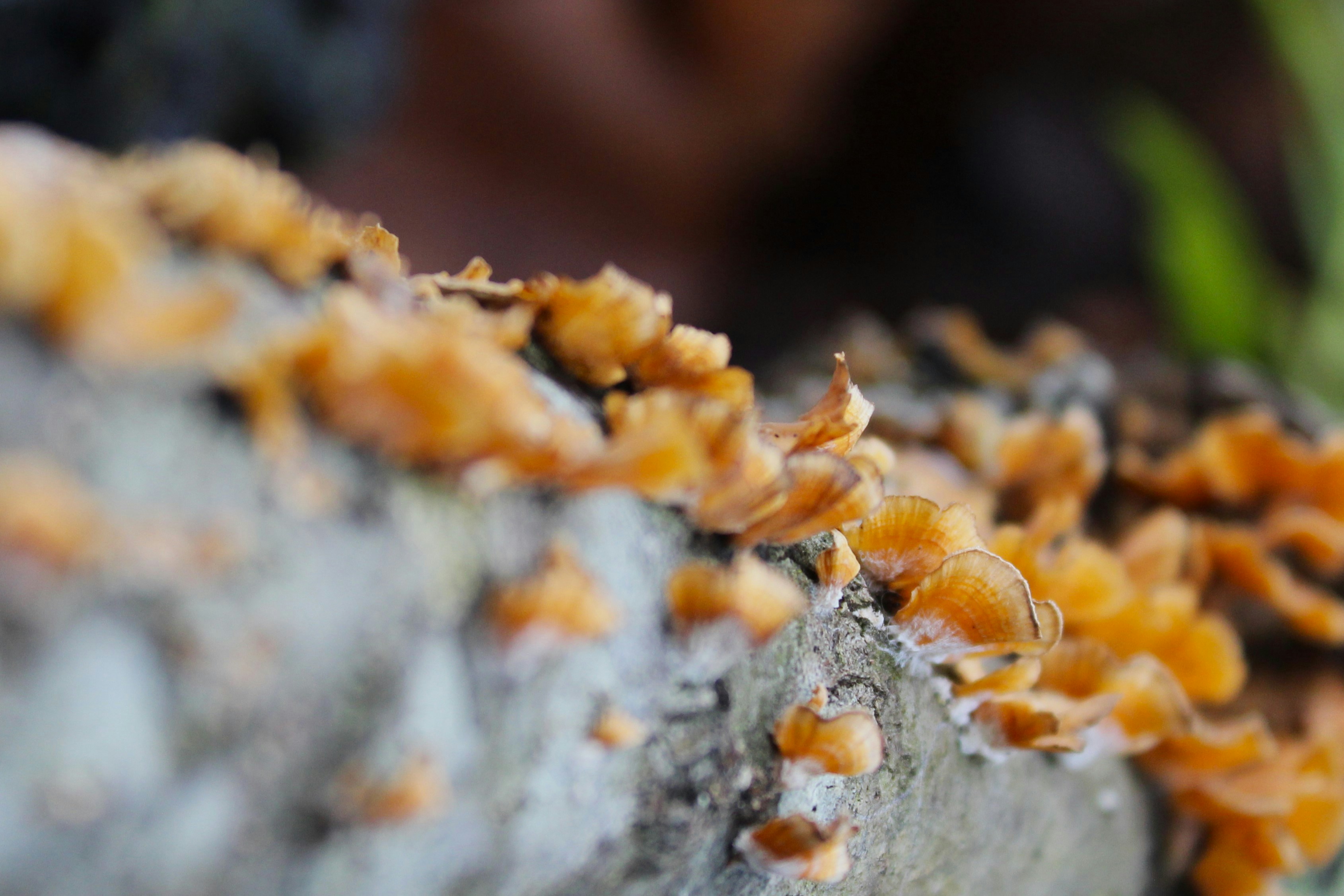 Nahaufnahme eines Haufens Pilze auf einem Felsen