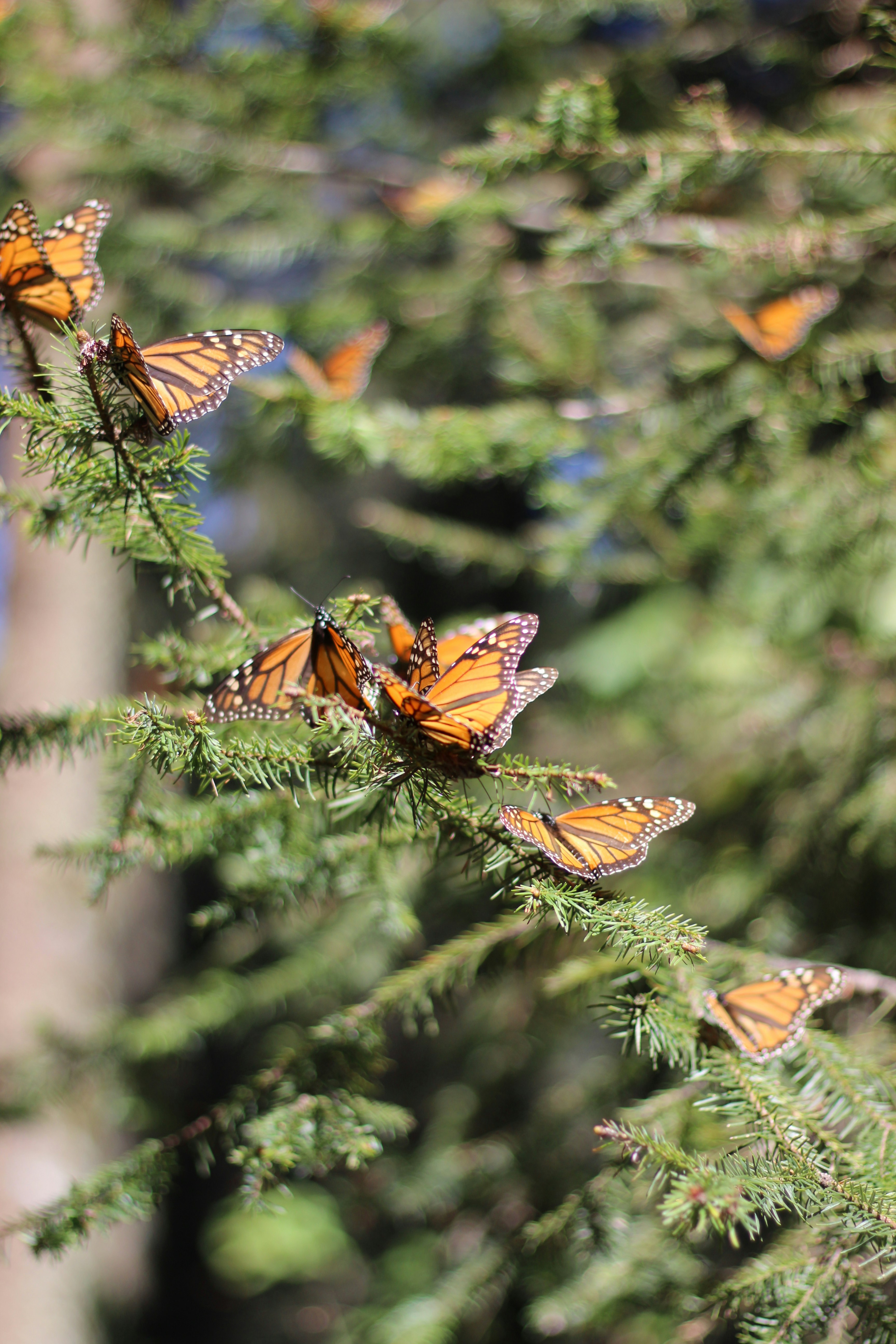 Un tas de papillons qui sont sur un arbre