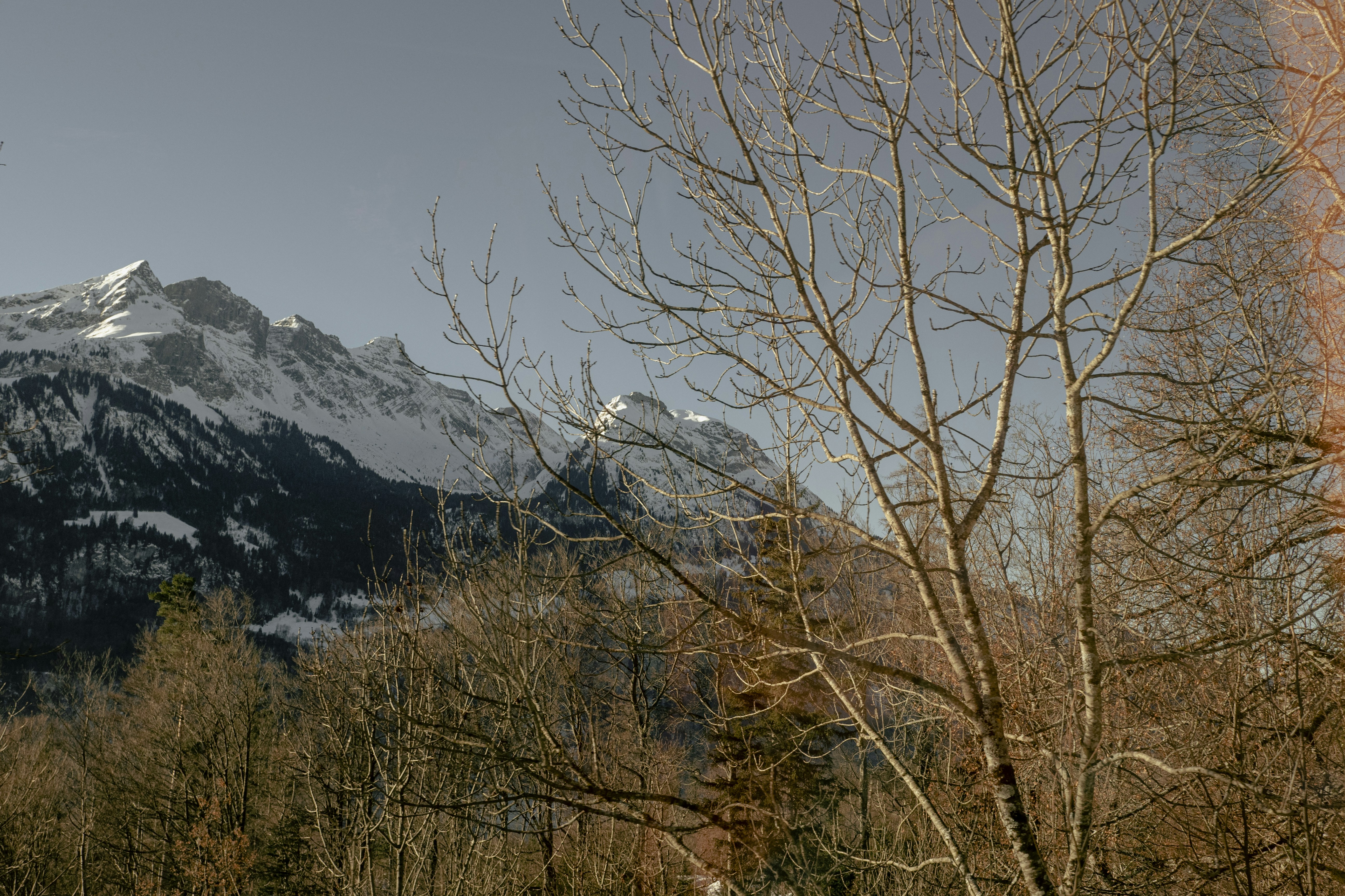 A view of a snowy mountain with trees in the foreground