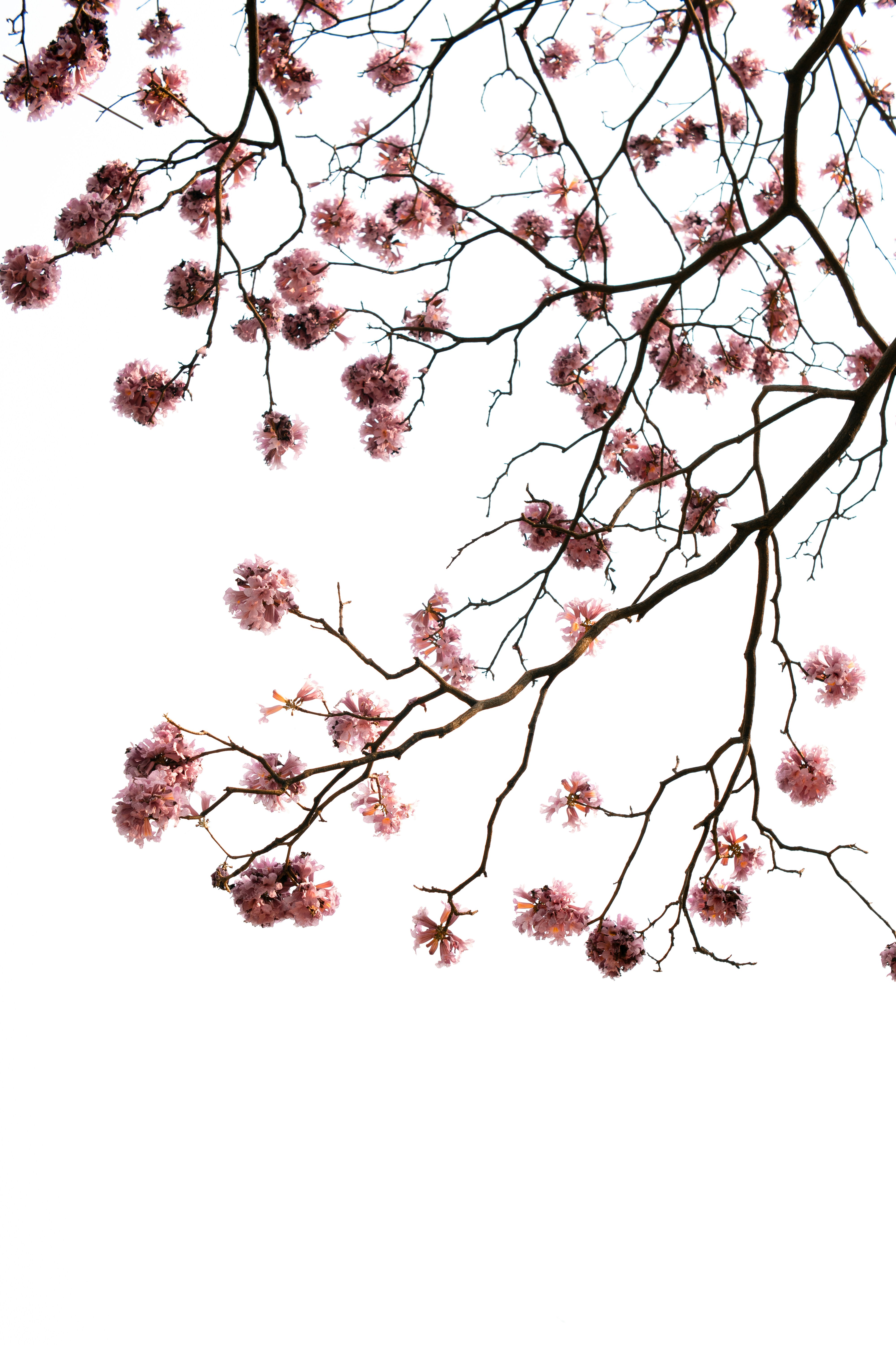 Photo by royphotography