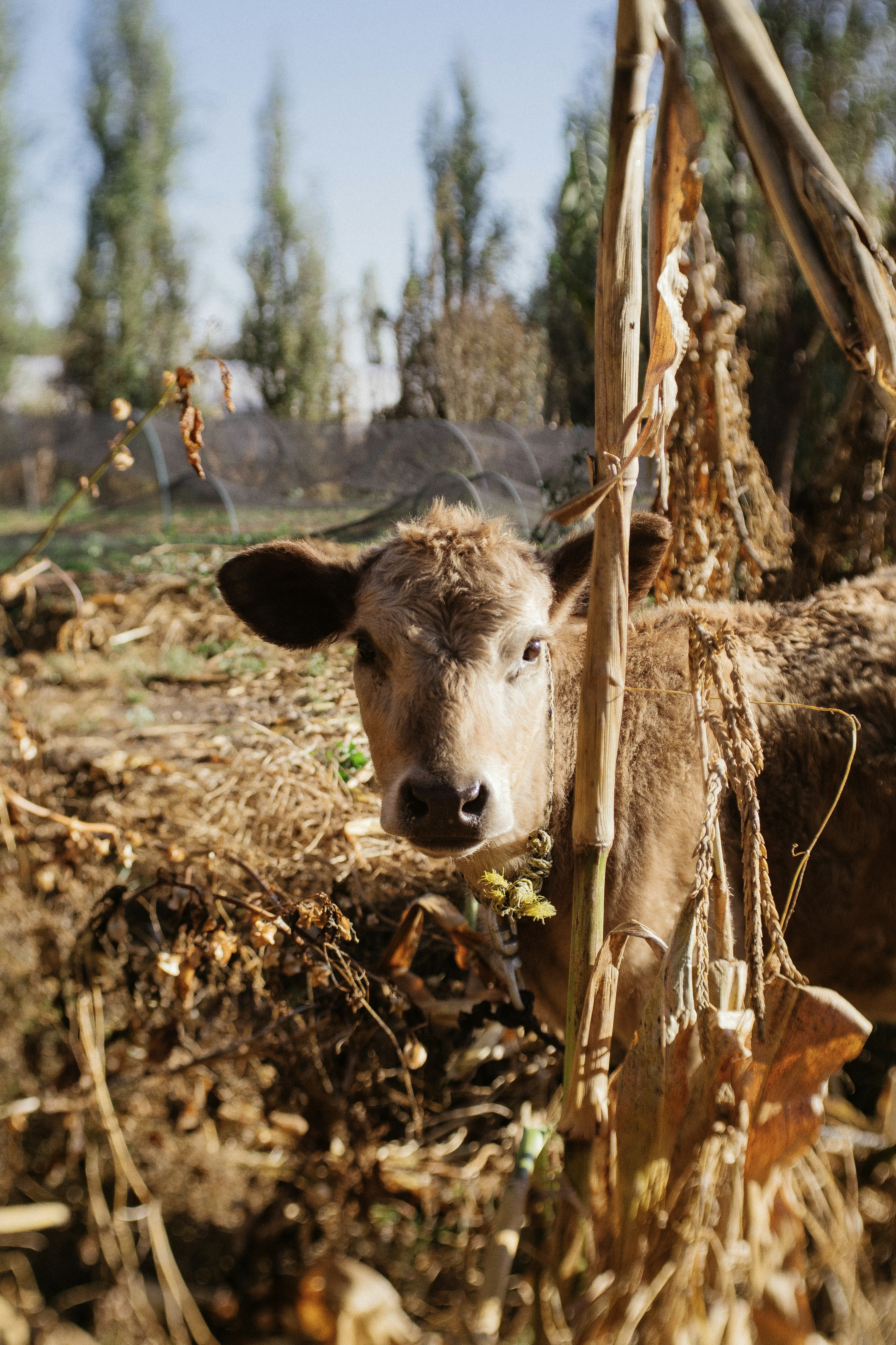 A brown cow standing next to a pile of hay