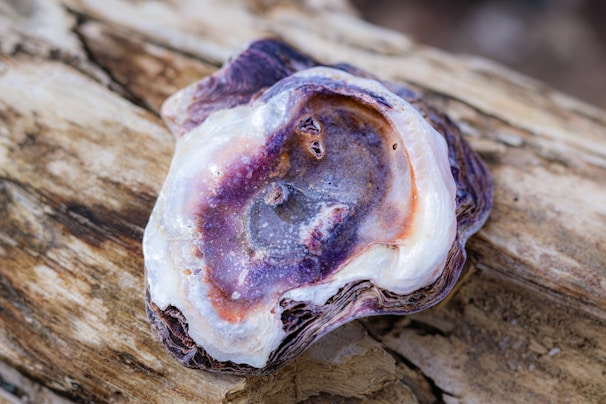 A close up of a piece of food on a tree