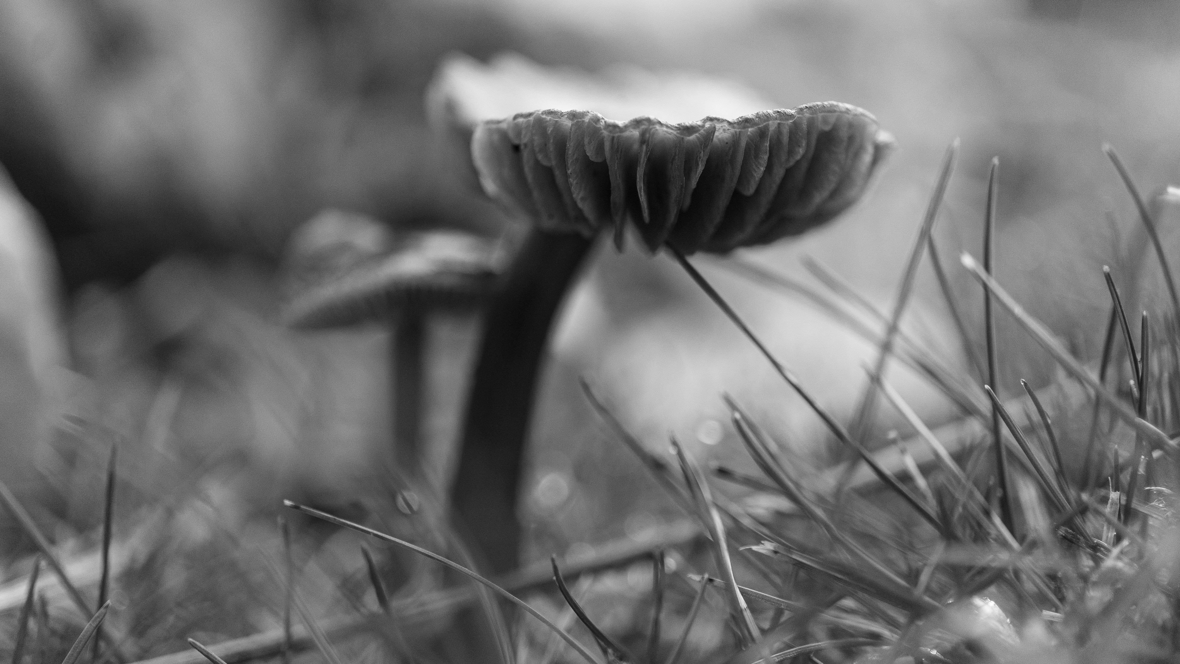 Photo by ghostdogg187