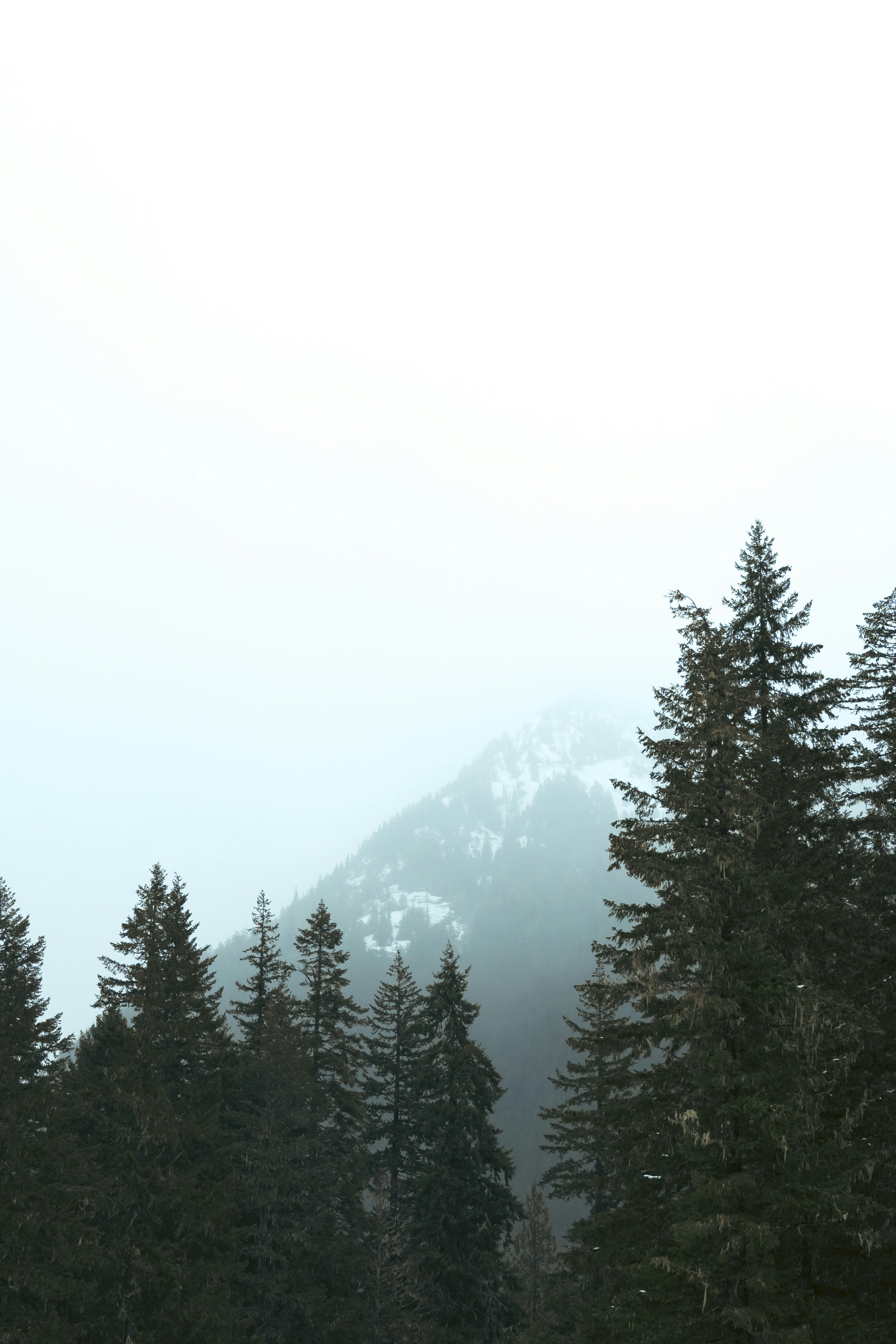 A group of trees with a mountain in the background