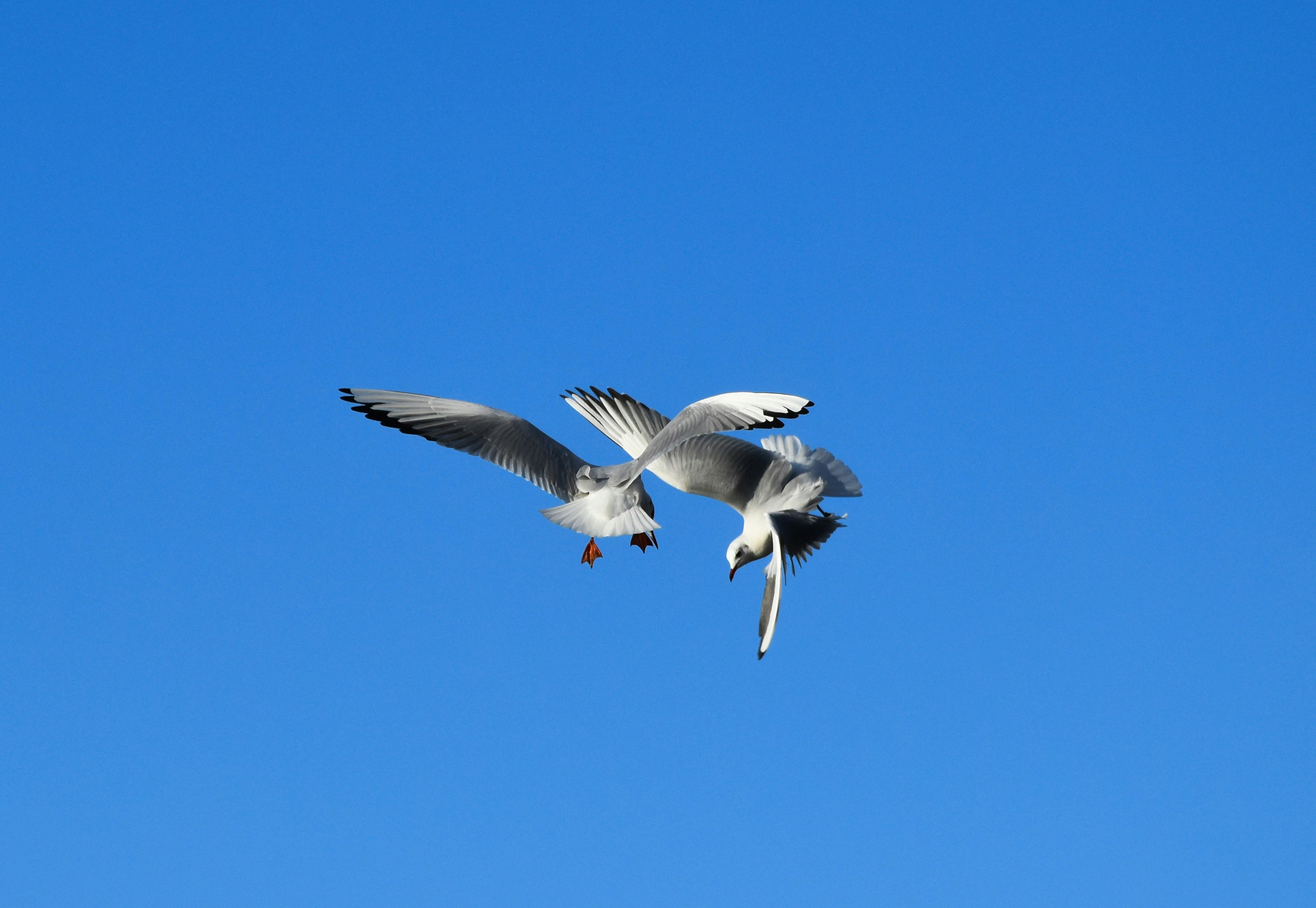 The Mechanics of Flight (image credits: unsplash)