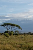 A giraffe standing on top of a lush green field